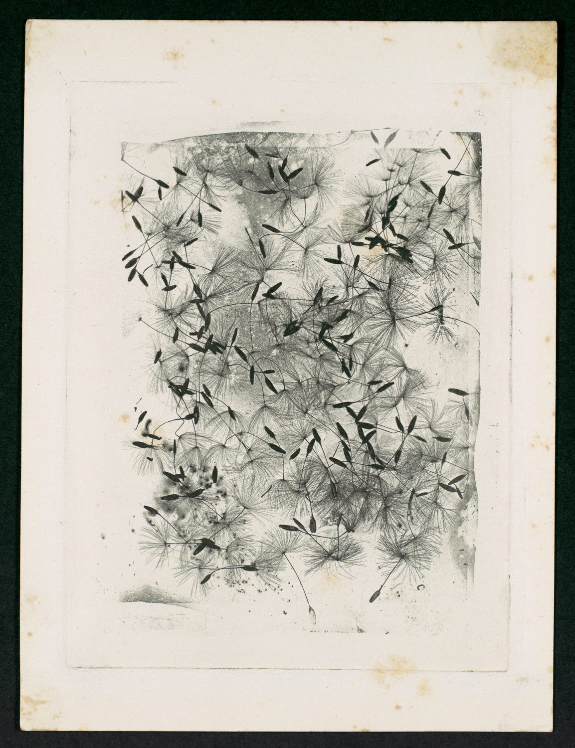 William Henry Fox Talbot :: Dandelion Seeds, 1858 or later. 
Photogravure (photoglyphic engraving from a copper plate). | source The Metropolitan Museum of Art 