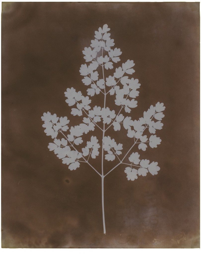 William Henry Fox Talbot :: Adiantum Capillus-Veneris (Maidenhair Fern), probably early 1839. Photogenic drawing negative. Courtesy of Hans P. Kraus Jr., New York. | src diptyqueparis