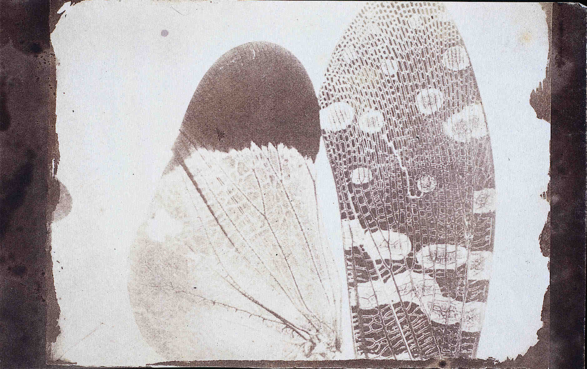 William Henry Fox Talbot :: Photomicrograph of insect wings, as seen in a solar microscope. | src National Science and Media Museum