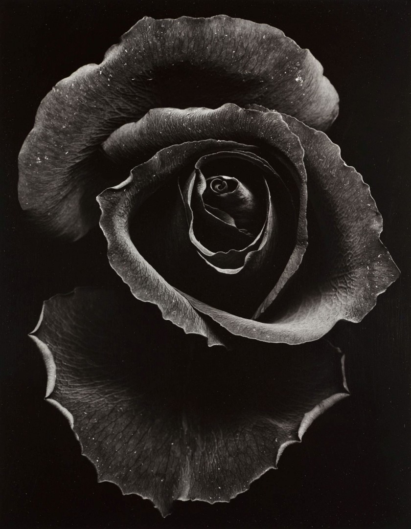 Junichi Ono :: Rose, 1971. Épreuve argentique d’époque sur papier Agfa | src Artcurial