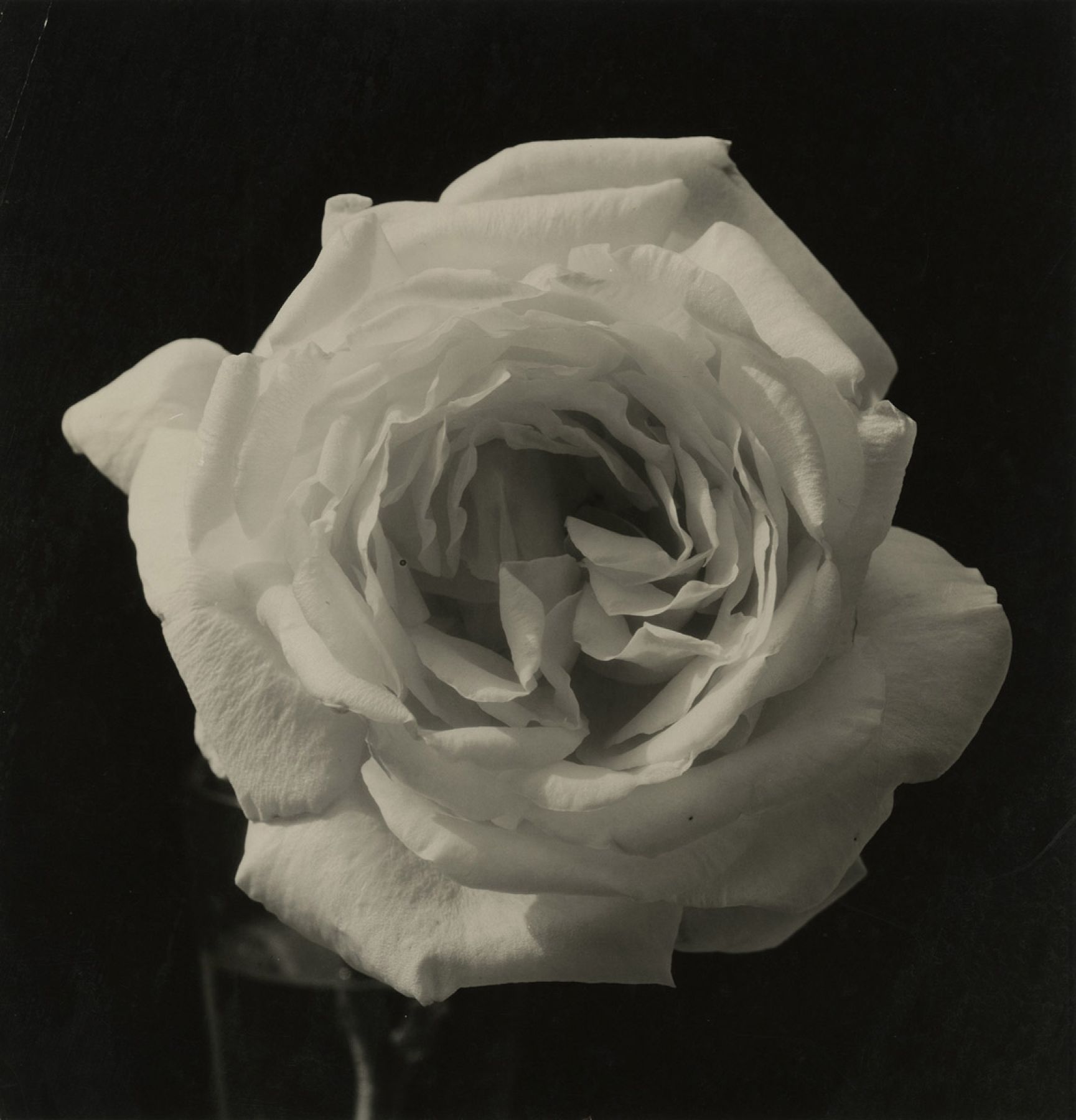 Edward J. Steichen :: Untitled (rose), 1920. Vintage gelatin silver print. Provenance Joanna Taub Steichen. | src Collezione Molinario