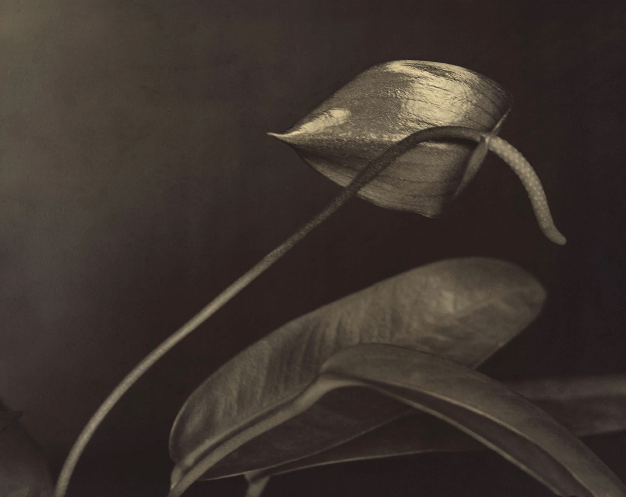 Aenne Biermann (1898 - 1933) :: Ohne Titel (Anthurium), 1927. Gelatin silver print. NGA purchase (through Kicken Gallery, Berlin), 2018. | src National Gallery of Art