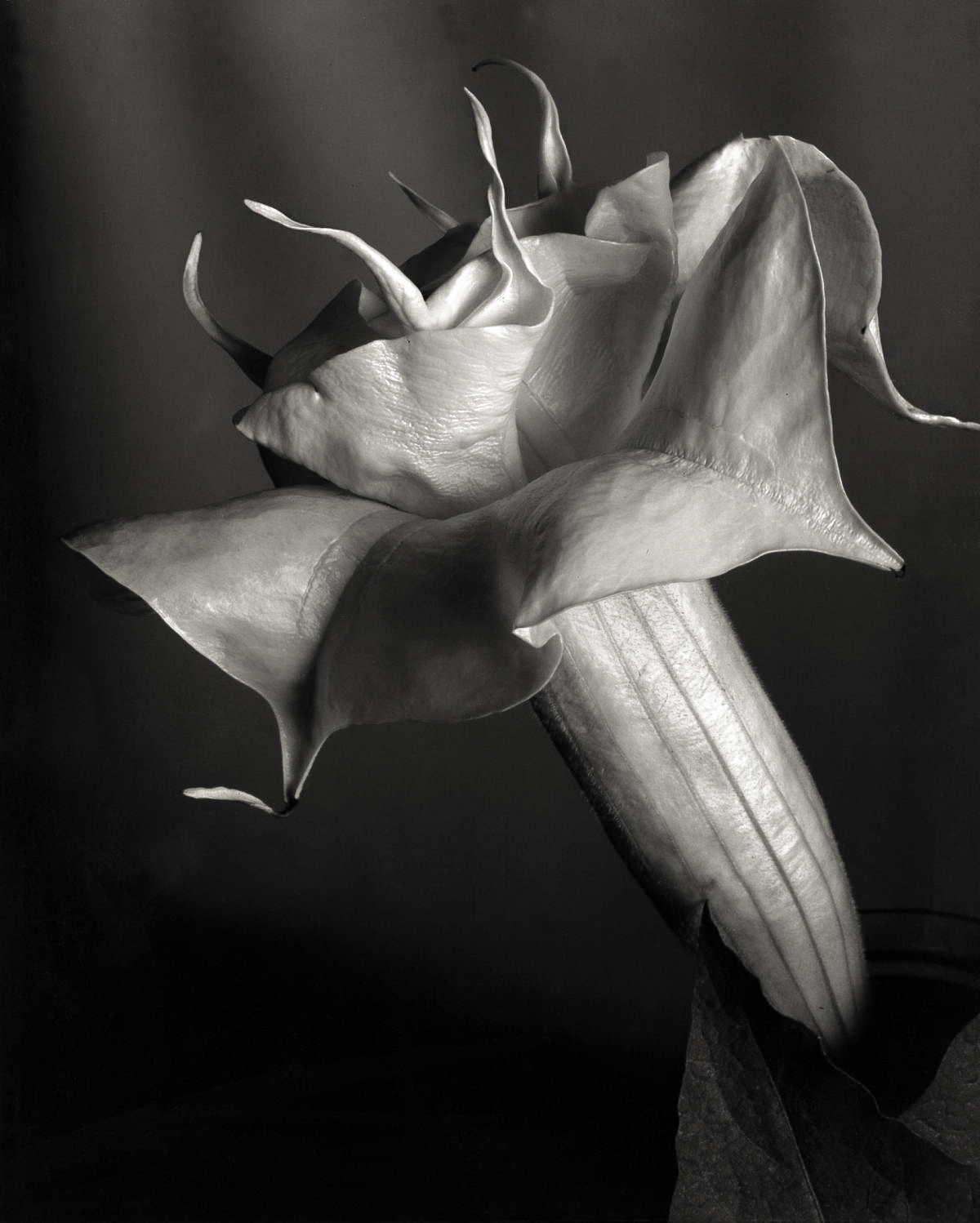 Imogen Cunningham :: Datura, ca. 1930 | src The Imogen Cunningham Trust