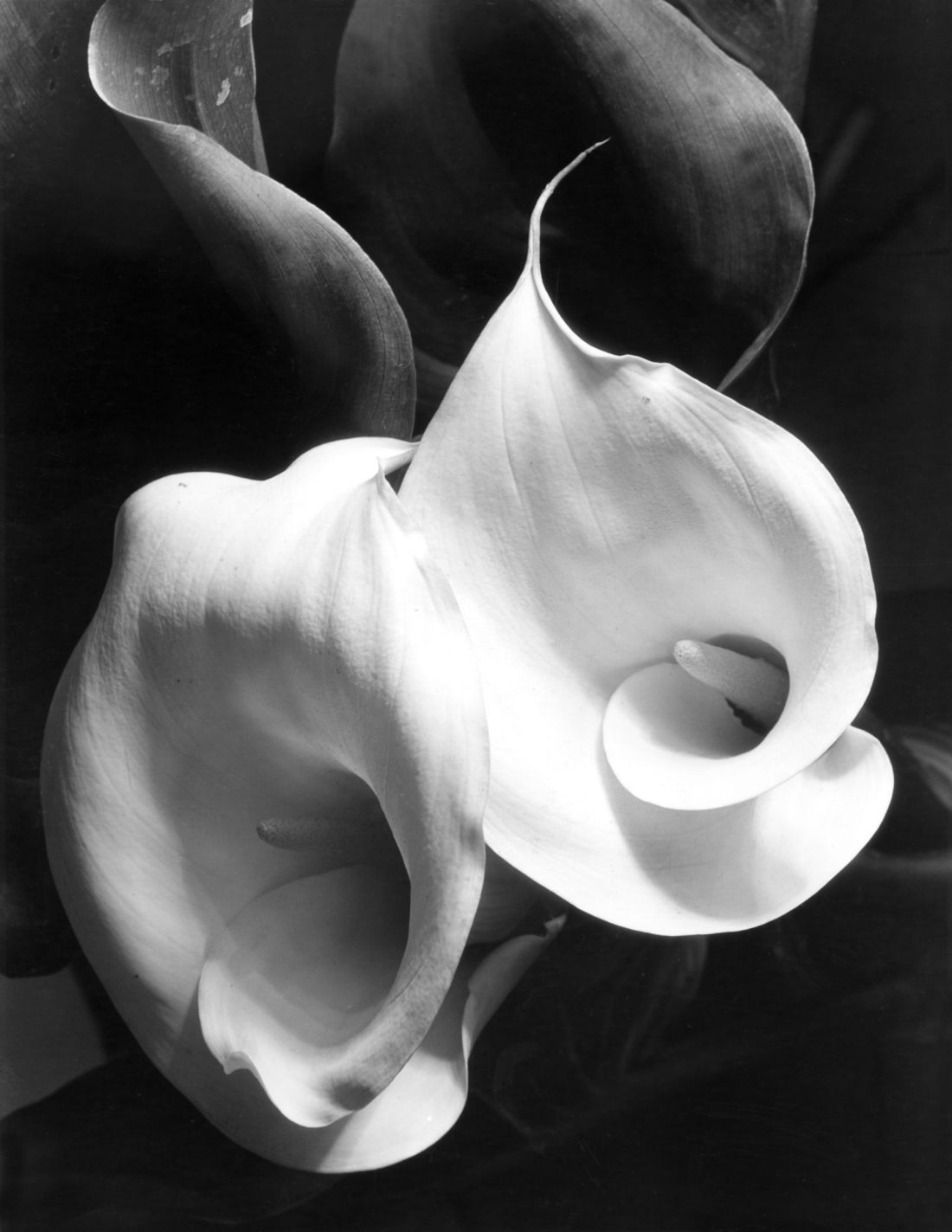Imogen Cunningham :: Two Callas, about 1929 | source Imogen Cunningham Trust
