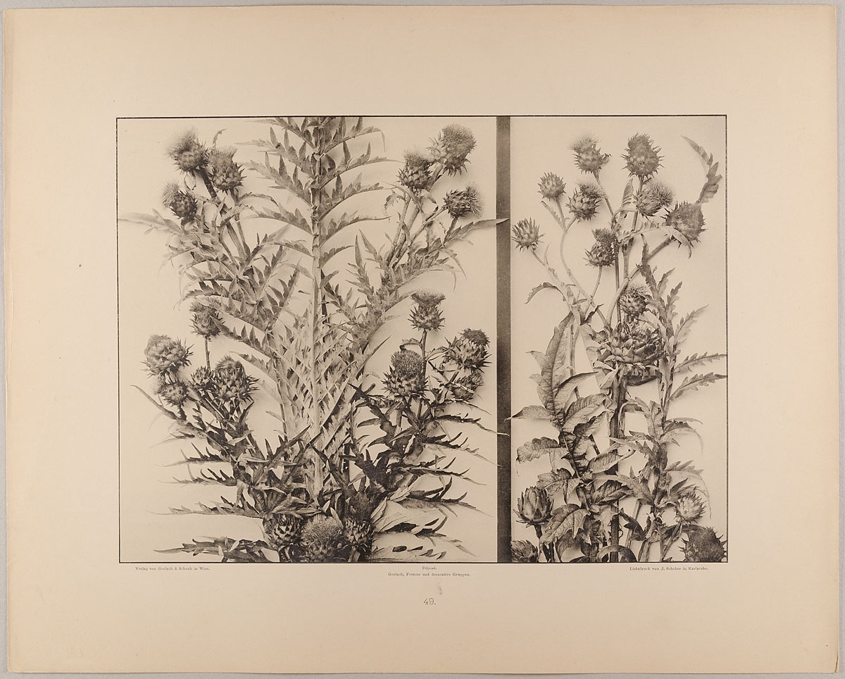 Verlag Gerlach und Schenk :: 49. Füllungen aus Artischoken, um 1893. | src MK&G ~ Museum für Kunst und Gewerbe