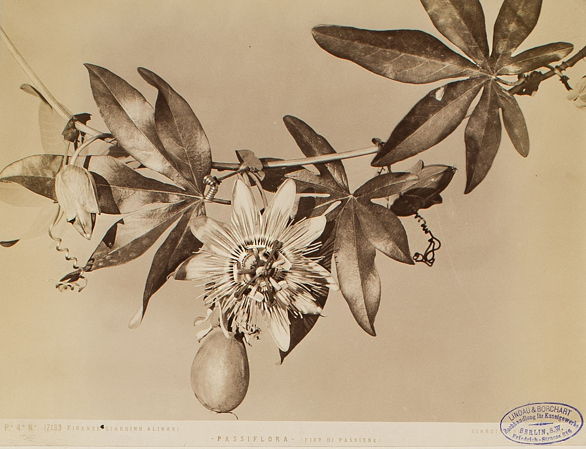 Fratelli Alinari :: Passionsblume (Passiflora · Fior di Passione) mit Passionsfrucht, Giardino Alinari, Florenz (Firenze), 1878-1885. Albuminpapier. | src MK&G ~ Museum für Kunst und Gewerbe, Hamburg