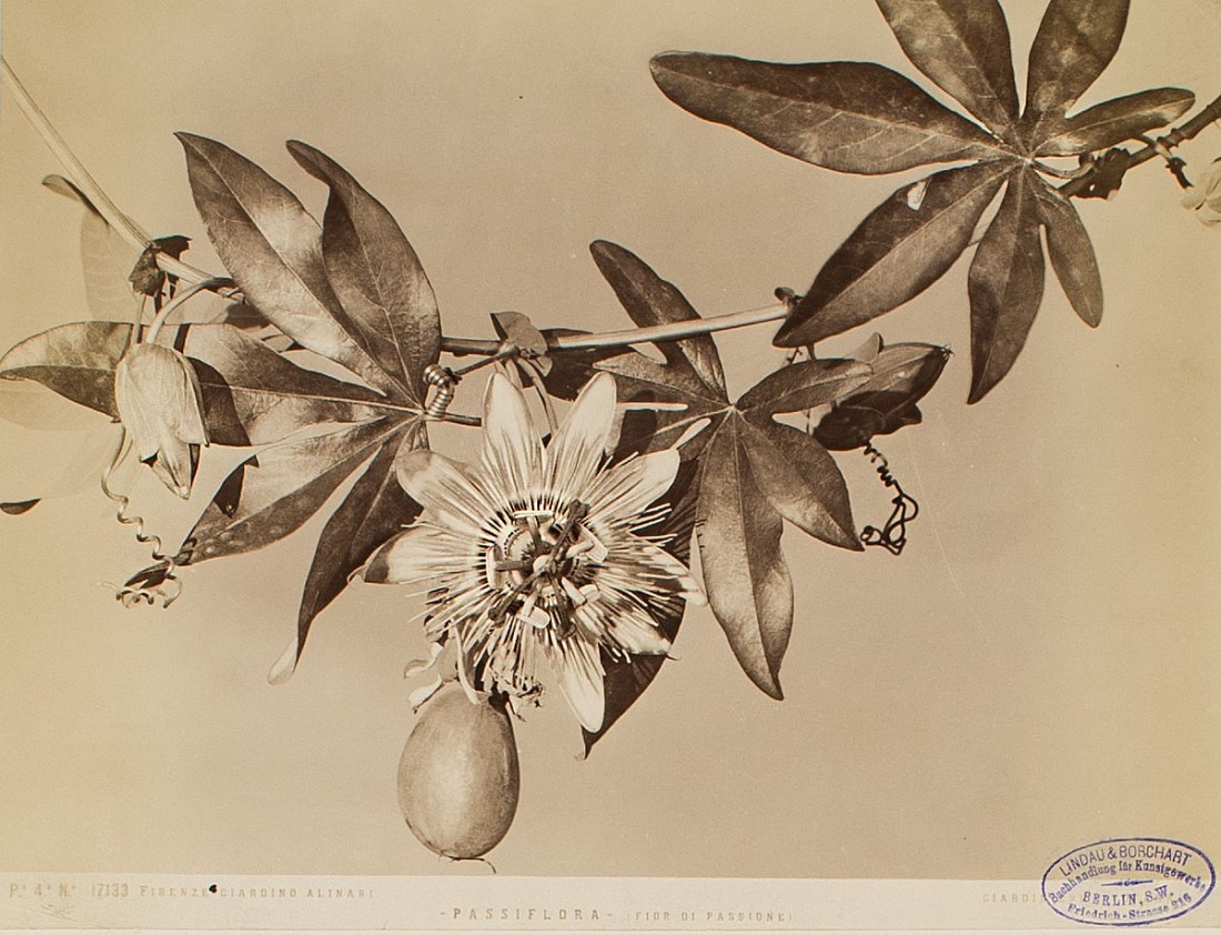 Fratelli Alinari :: Passionsblume (Passiflora · Fior di Passione) mit Passionsfrucht, Giardino Alinari, Florenz (Firenze), 1878-1885. Albuminpapier. | src MK&G ~ Museum für Kunst und Gewerbe, Hamburg