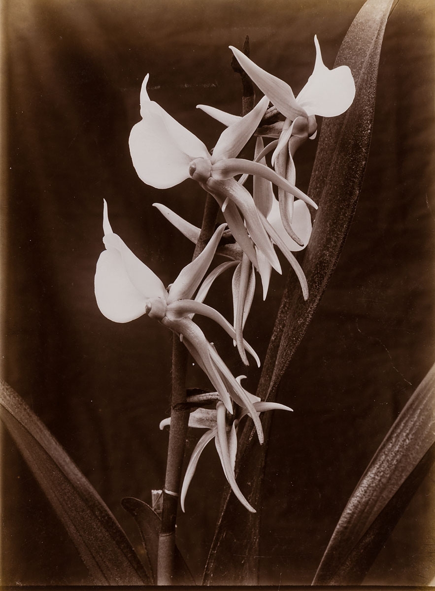 Wilhelm Weimar (1857–1917) :: Orchidee, 1898–1903. | src MK&G ~ Museum für Kunst und Gewerbe
