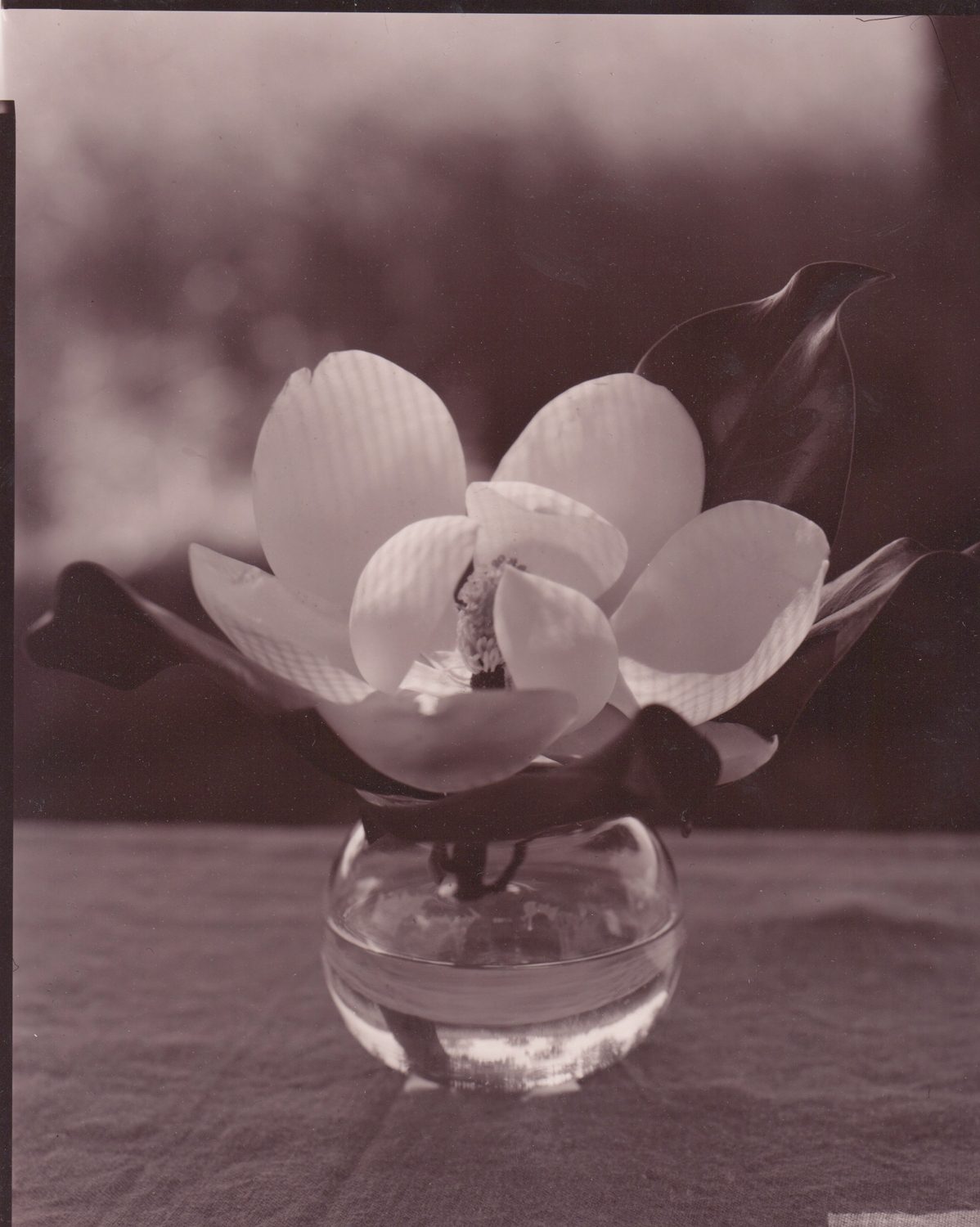 John Dugdale :: Houston Magnolia, Stone Ridge, NY, ca. 1994. Platinum print. Printed 2010. | src Holden Luntz Gallery and John Dugdale studio