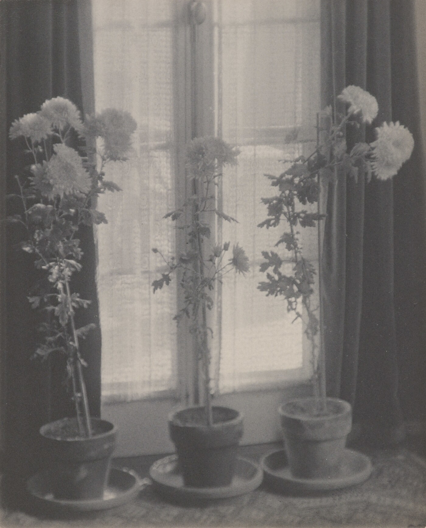 Karl Struss (1886-1981) :: Three Potted Plants in Window [Chrysanthemums], Willard White NYC, 1911. Platinum print. | src Amon Carter Museum of American Art