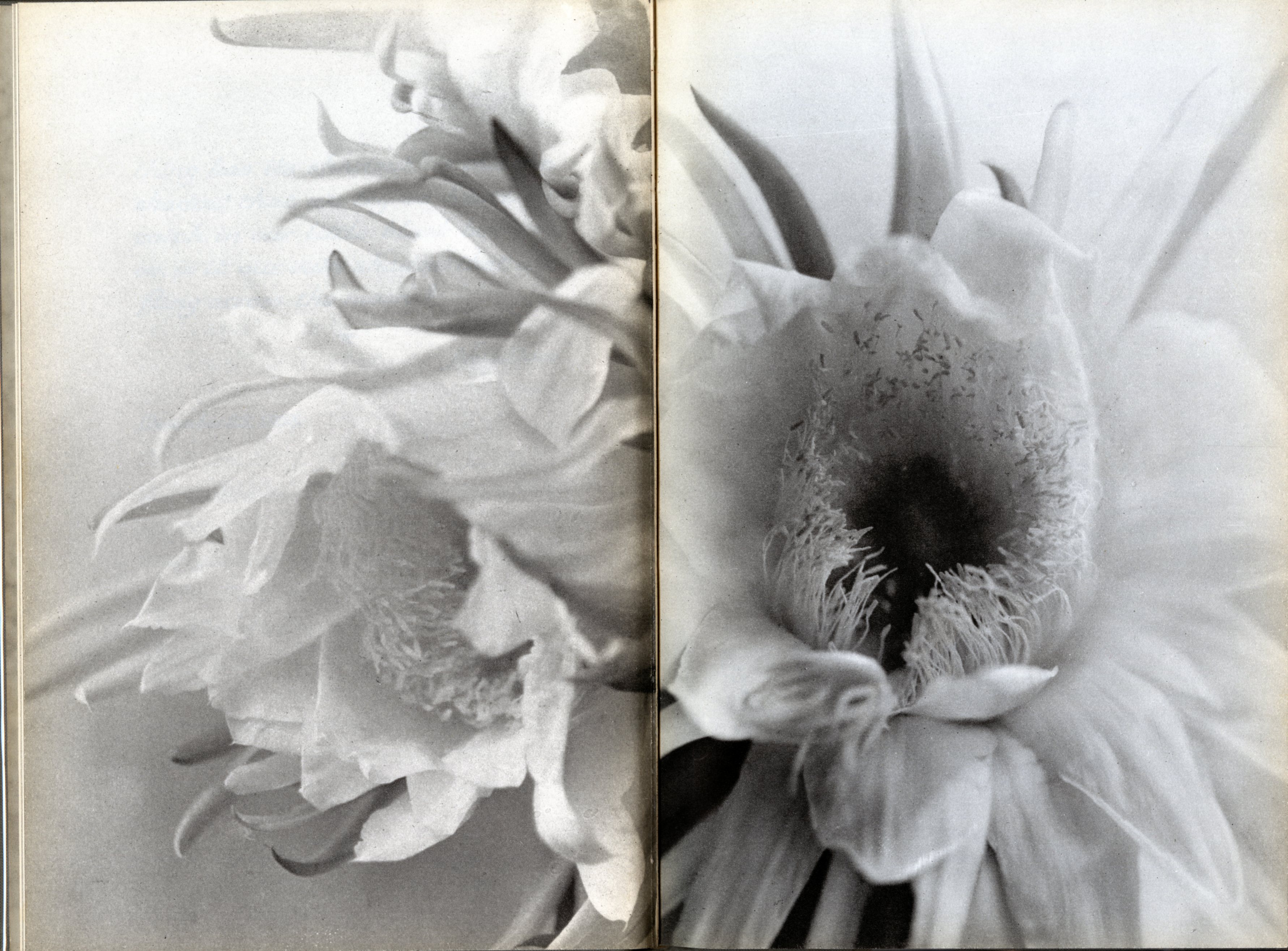 Nell Dorr - Nell Koons :: from "In a Blue Moon", published by G. P. Putnam’s Sons in 1939.  In a Blue Moon, a small hardcover made up of many of the same images from Mangroves (*) but printed in photogravure. 