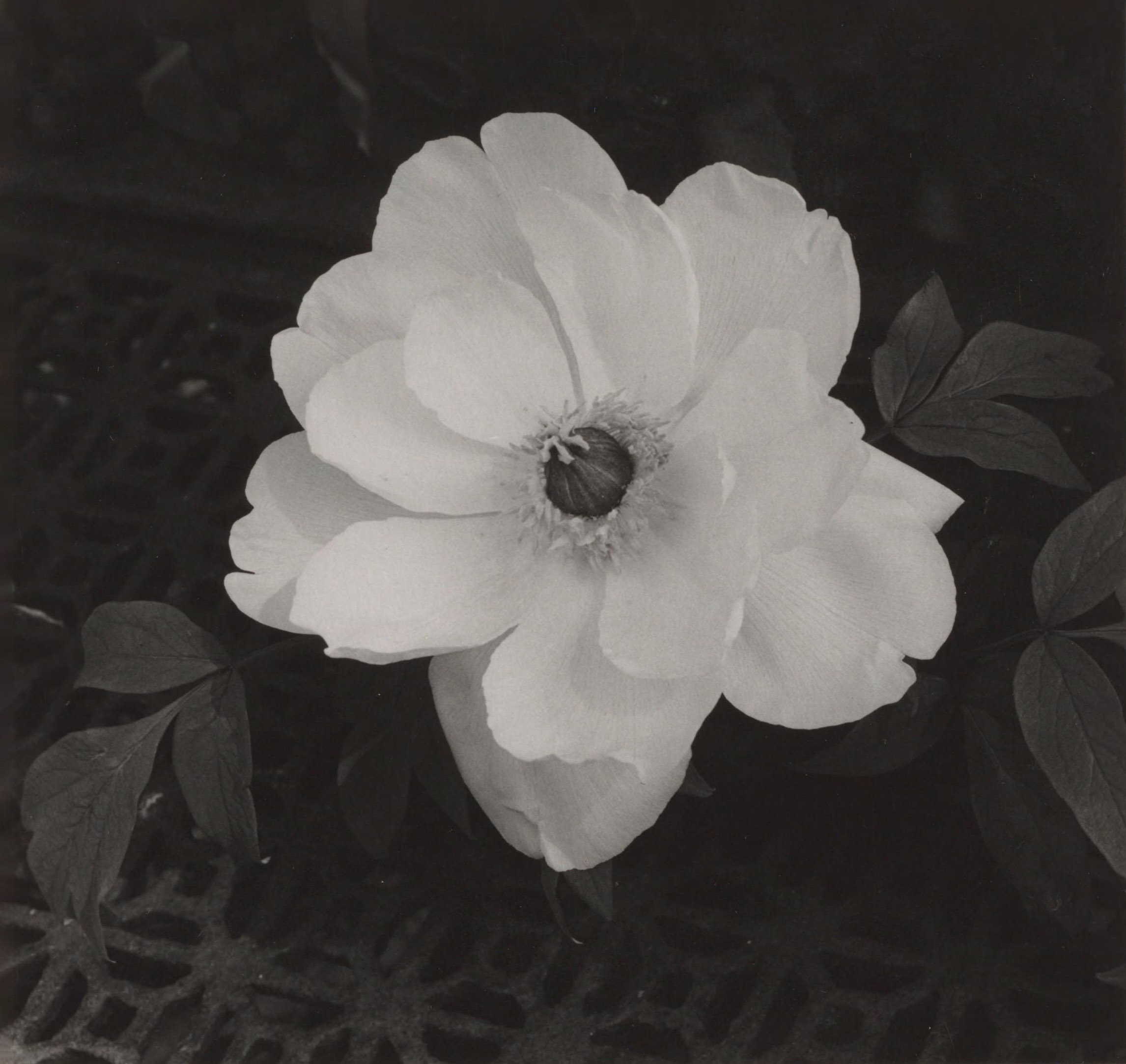 Minor White :: White tree peony (Jap.), mid 1950s-1960s; published 1968. [Photographs of tree peonies] at internet archive
Album photographs of tree peonies, published: 1968. Presented to the Massachusetts Horticultural Society in 1971 by William Gratwick.
Unsigned black-and-white photographs of black and white tree peonies by Nassos Daphnis, Minor White, and William Gratwick. The prints, which illustrate various species of tree peonies at different stages of their development, including embryo, bud, full flower, and seed pod, were probably made at the Gratwick nursery, Linwood Gardens, in Pavilion, New York, possibly in the mid-1950s and 1960s, and assembled by Gratwick ca. 1968. Gratwick had worked for Arthur P. Saunders, a chemistry professor at Hamilton College and the first significant breeder of peonies and tree peonies in America, who began hybridizing peonies in 1915; and when Saunders died in 1953, Gratwick inherited his stock of tree peonies. He moved them to his nursery in Pavilion, and continued his breeding work with a former New York artist, Nassos Daphnis, who had given up painting for botany in 1946.