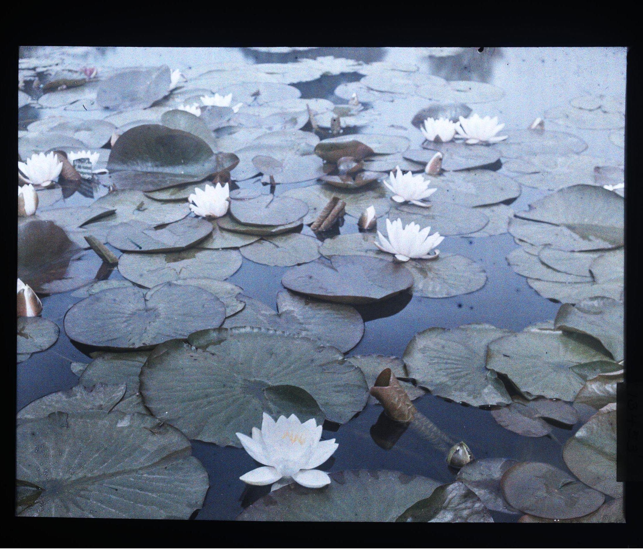 Hugh C. Knowles :: Water lilies, ca. 1910. Autochrome. | src The Royal Photographic Society Collection at the V&A Museum