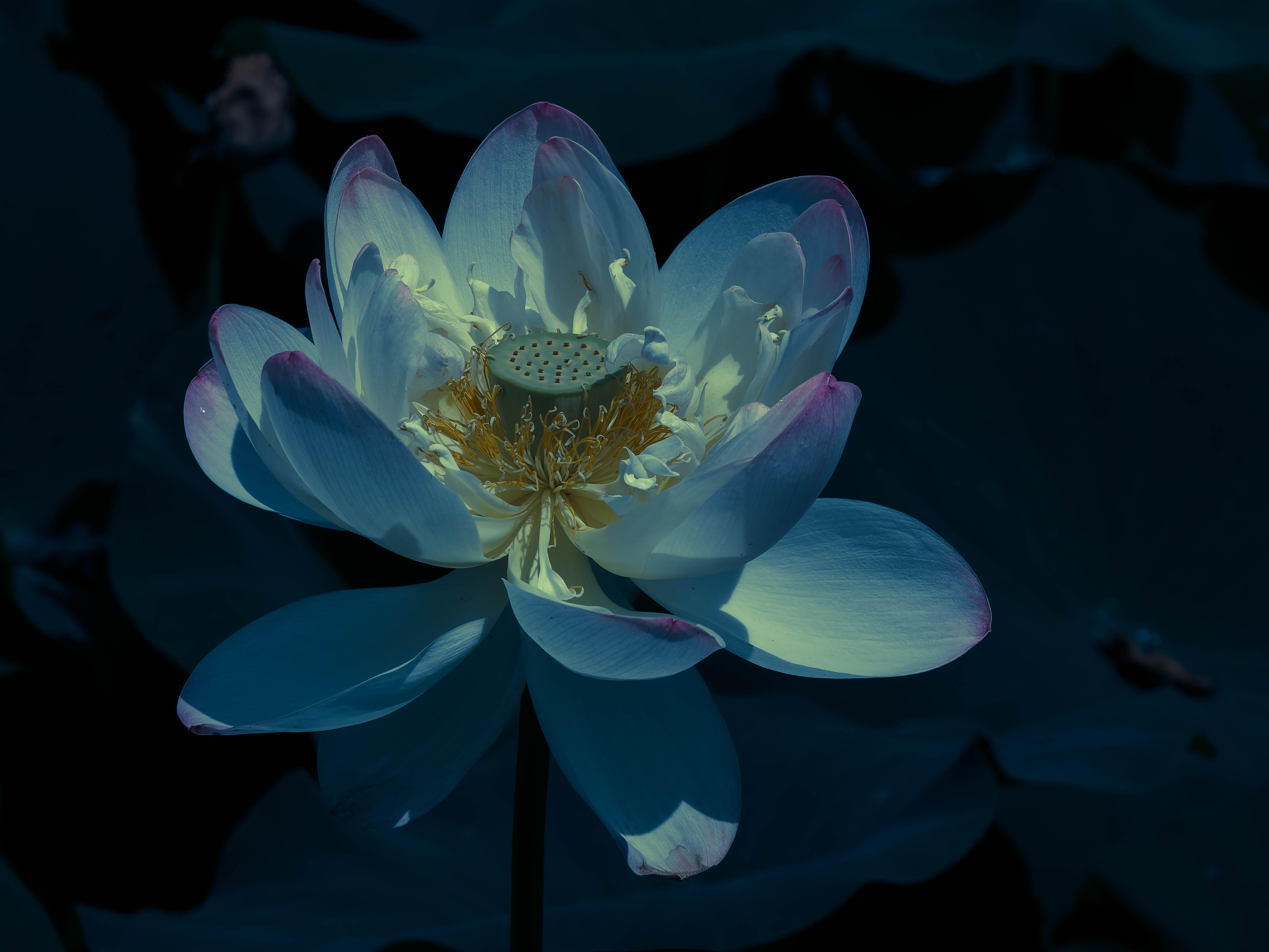 David Castenson :: Lotus. Meadowlark Botanical Gardens, Virginia, 2022. © David Castenson / direct link