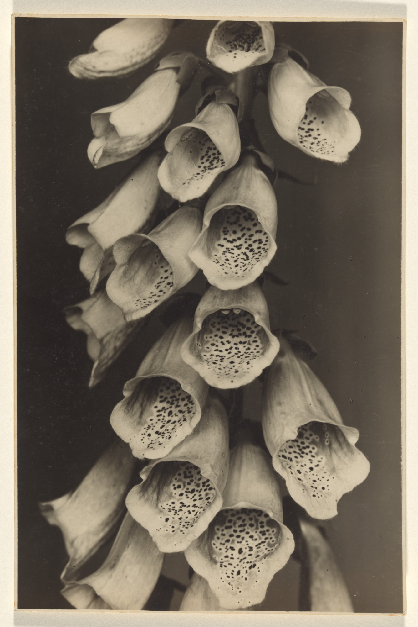 Albert Renger-Patzsch (1897-1966) :: Digitalis purpurea [location unknown], 1922-1923. National Gallery of Australia