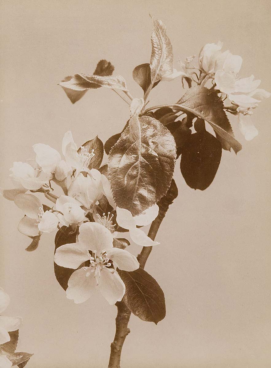 Wilhelm Weimar (1857–1917) :: Apfelblüten (Apple blossoms), 1896–1901. Kollodiumpapier. | src MK&G