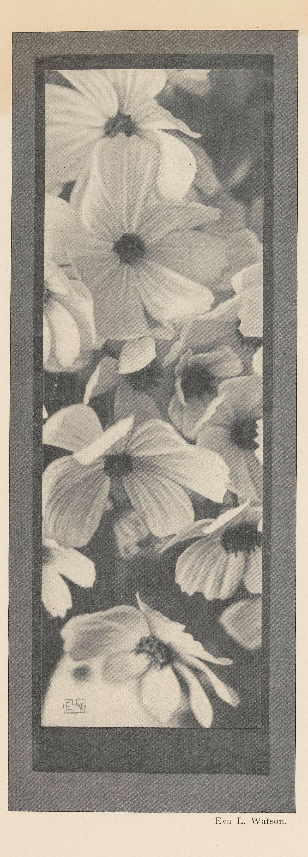 Eva Watson-Schütze :: Bloemen, ca. 1895 - in or before 1900. From: Camera notes / The Camera Club of New York | Rijksmuseum