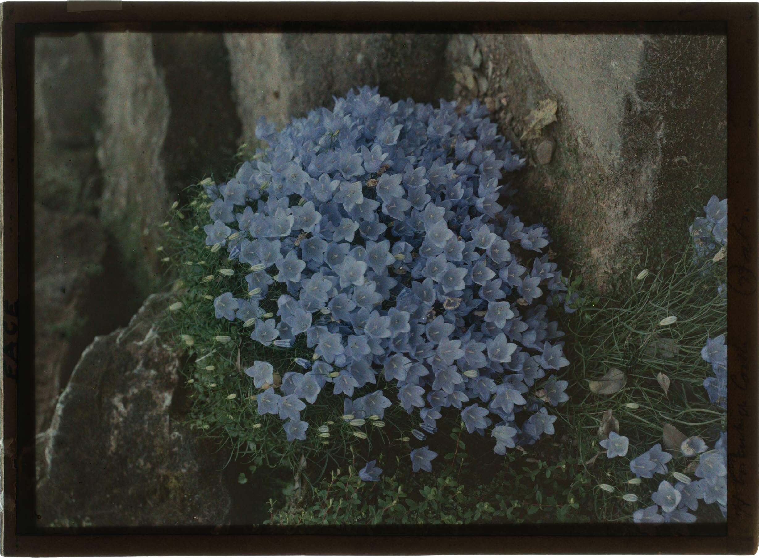 Henry Essenhigh Corke :: Campanula, autochrome, ca. 1910s. | src V&A Museum