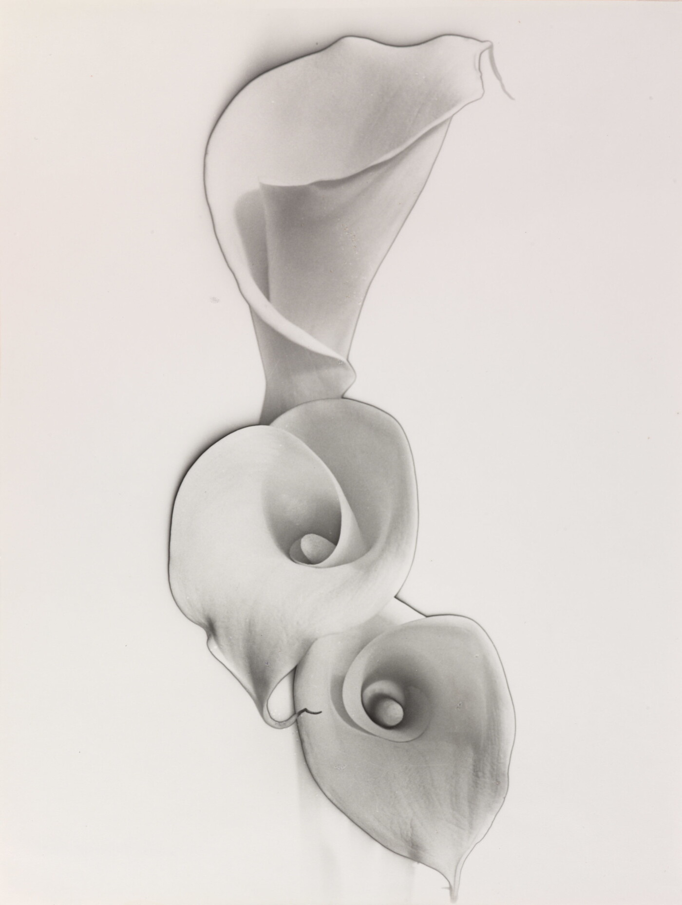Carlotta Corpron (1901-1988) :: Solarized Calla Lilies, 1948. Gelatin silver print. | Amon Carter Museum of American Art, Fort Worth, Texas, Gift of the artist; P1986.43.4
