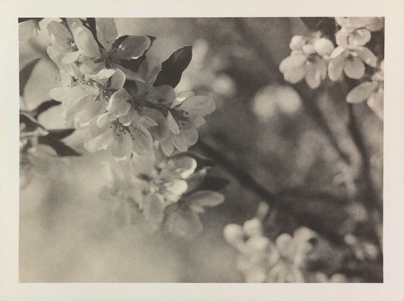 Carlotta Corpron (1901-1988) :: [Tree blossoms]; ca. 1930s-1940s; Gelatin silver print. | Amon Carter Museum of American Art