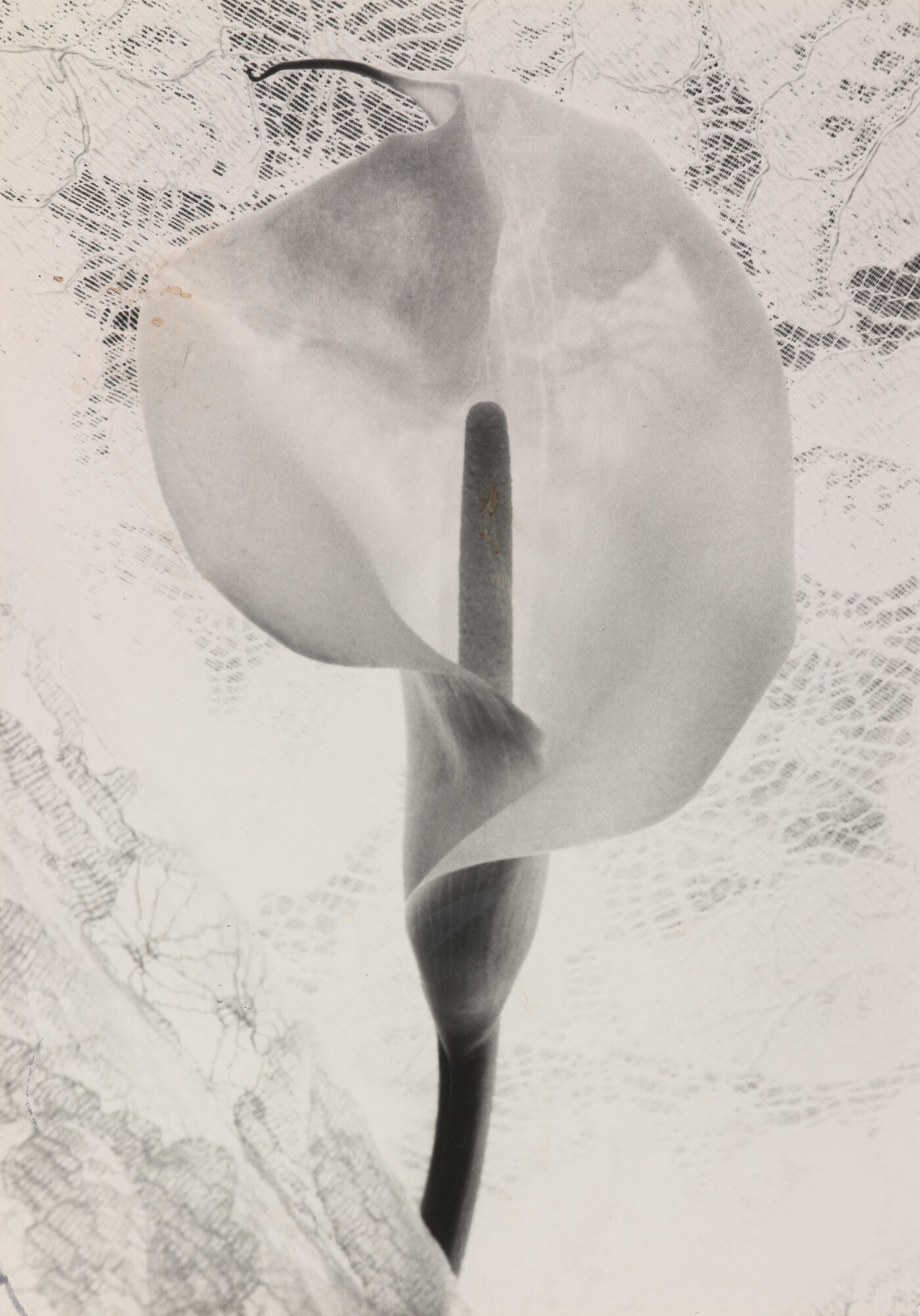 Carlotta Corpron (1901-1988) :: Calla Lily with Lace, 1940s. Gelatin silver print. | Amon Carter Museum of American Art, Fort Worth, Texas, Gift of the artist; P1986.43.3