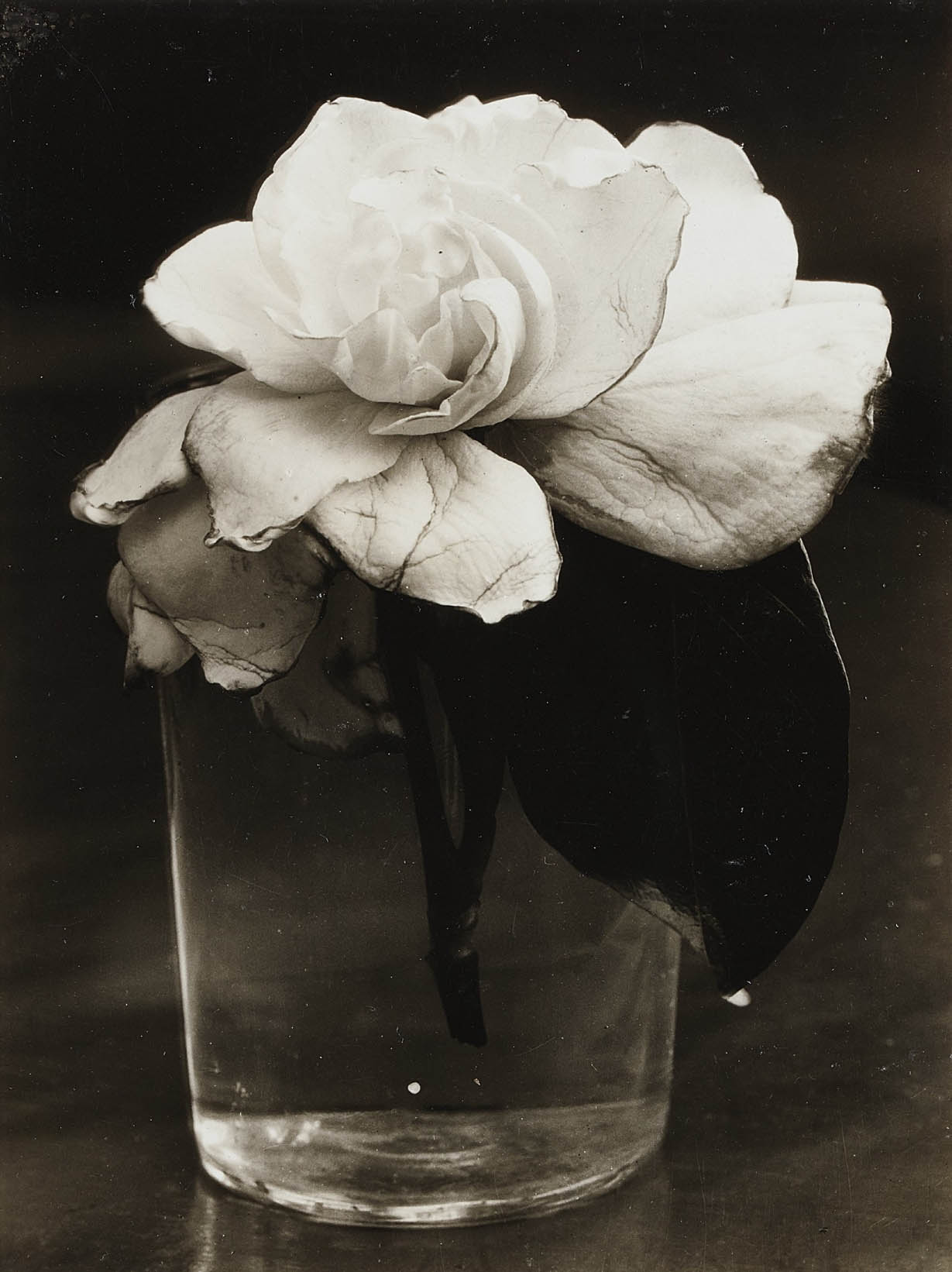 Consuelo Kanaga :: Camellia in Water, 1927-1928. Gelatin silver print. Masterworks of Modernist Photography from Three Bay Area Collections, San Francisco Museum of Modern Art, 1995-1996. | Phillips auctions