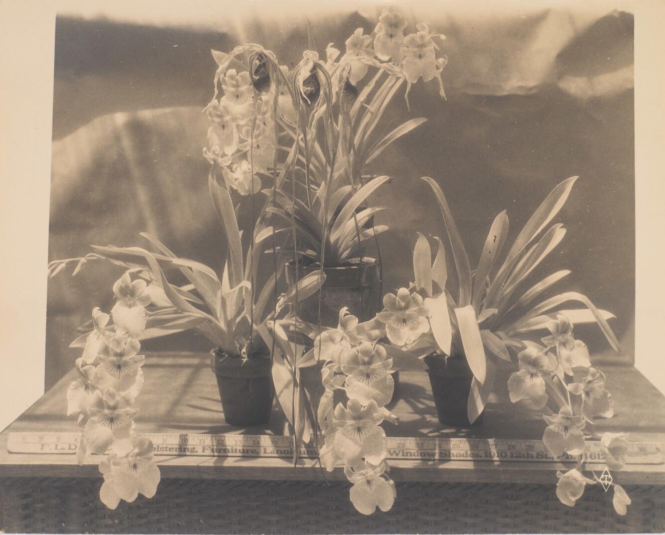 Ed Tangen (1873-1951); [Orchids in bloom]; ca. 1920's; Gelatin silver print; Amon Carter Museum of American Art, Fort Worth, Texas