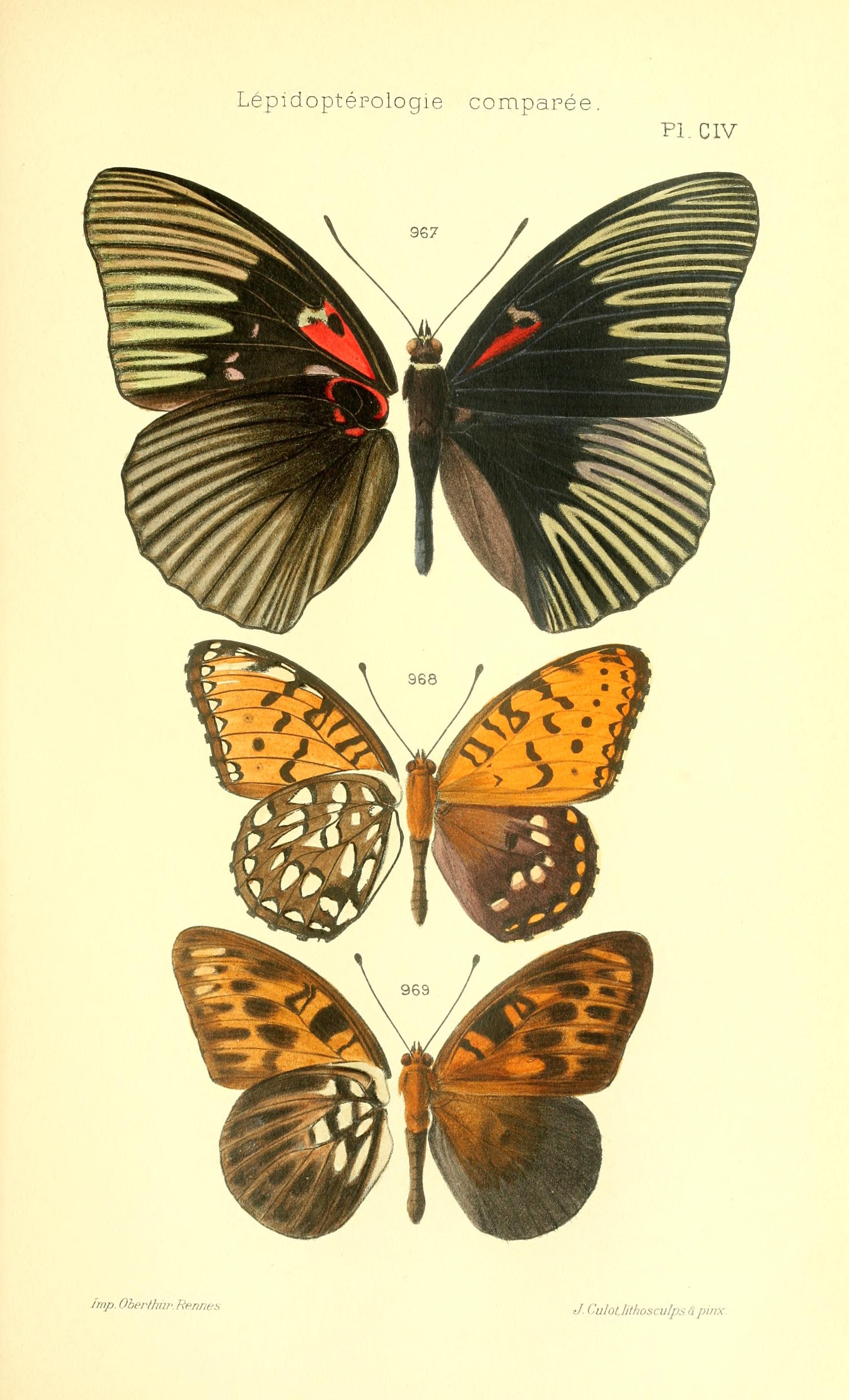 Lepidoptera. Études de lépidoptérologie comparée by Charles Oberthür (1845-1924). Publication date: 1904
Publisher: Rennes : Impr. Oberthür. | src Smithsonian Libraries on IA