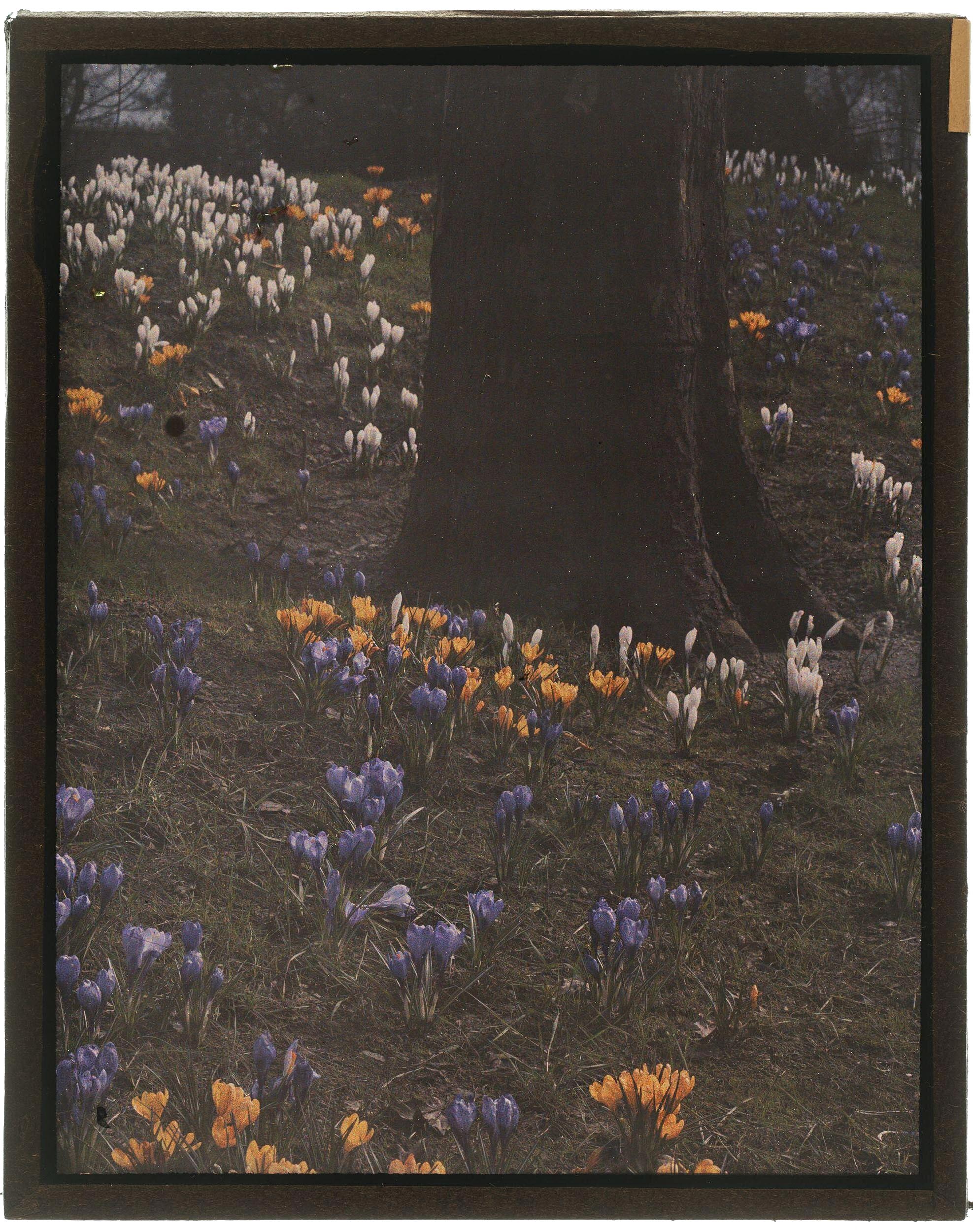 Hugh C. Knowles :: Flowers in a field, ca. 1910. Autochrome. | src The Royal Photographic Society Collection at the V&A Museum