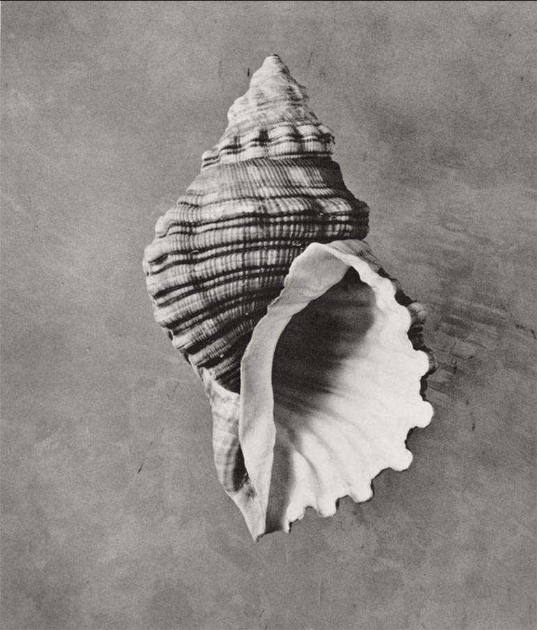 Cymatium spengleri Perry. From "The shell: five hundred million years of inspired design" by Hugh Stix and Marguerite Stix, 1979. | src equator on IG