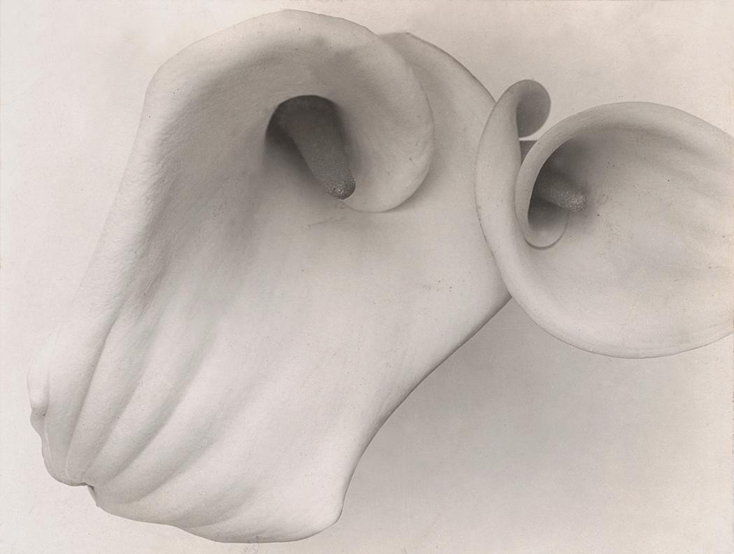 Margrethe Mather ~ Untitled [calla lilies], ca. 1926. Gelatin silver print | src CCP ~ University of Arizona