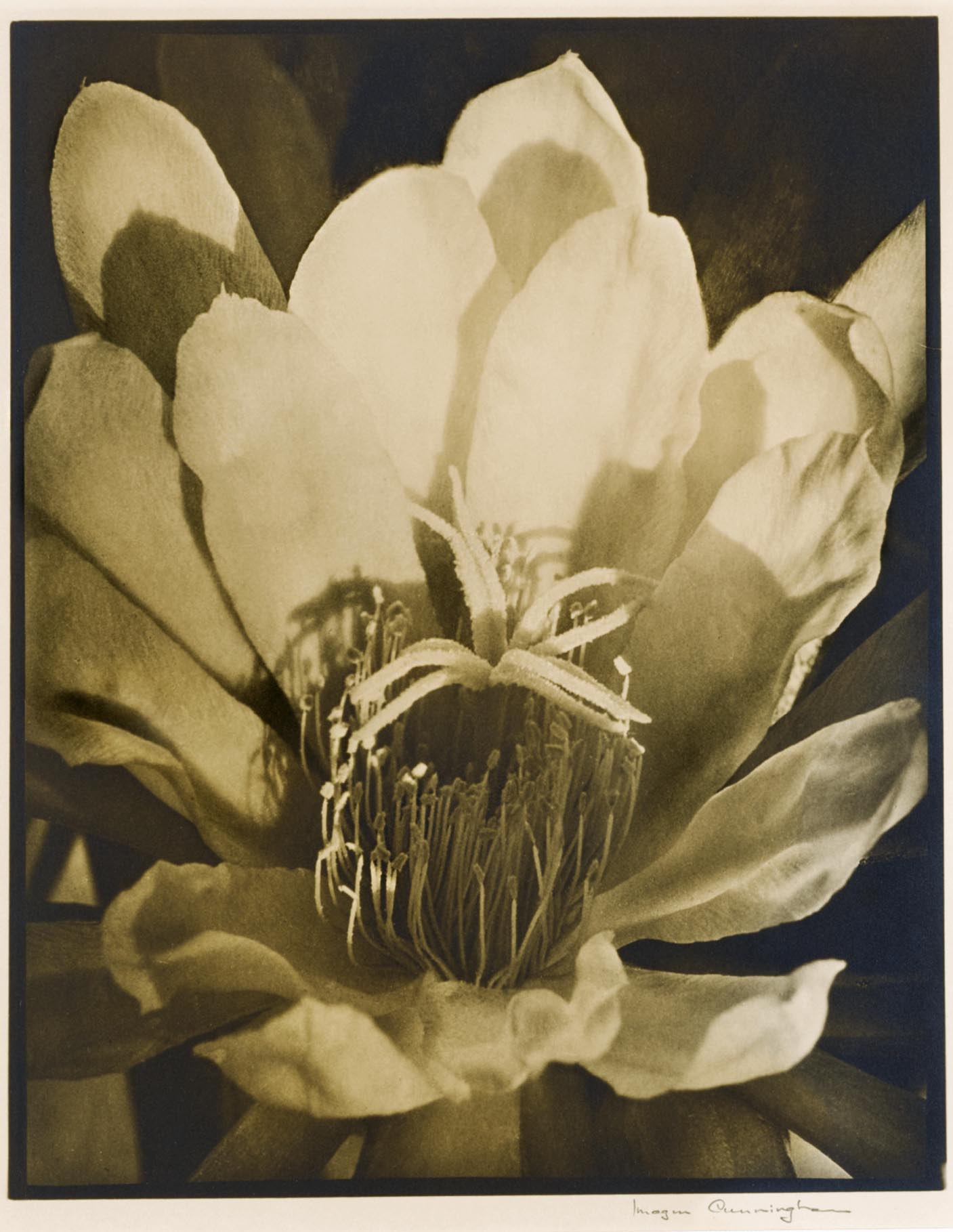 Imogen Cunningham (1883-1976) :: Orchid Cactus (Cactus Blossom), warm-toned, signed in pencil in the margin, ca. 1926. | src Sotheby's