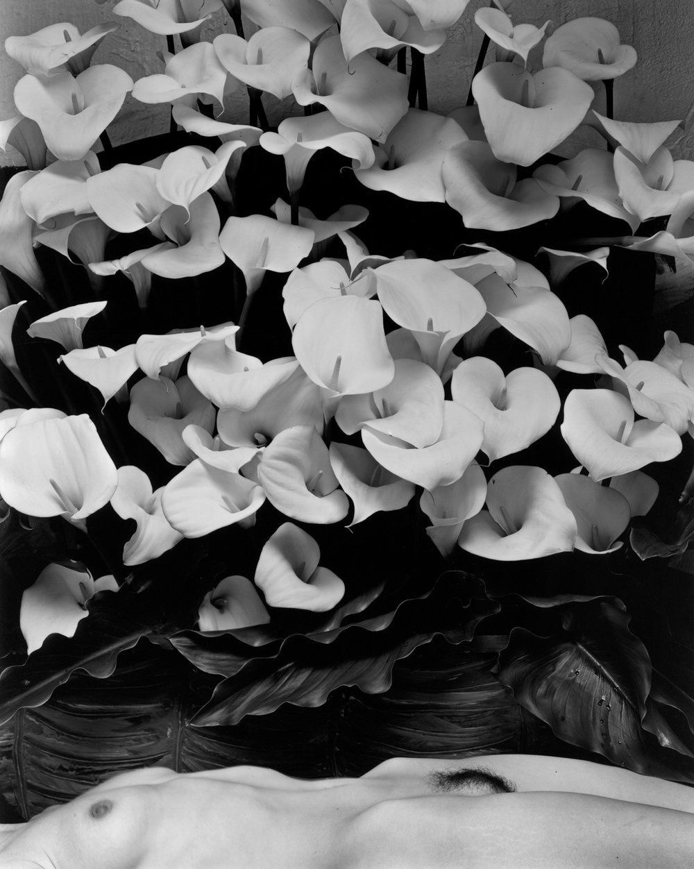 Kim Weston :: Nude within Callas | Print of the Month | December 2006