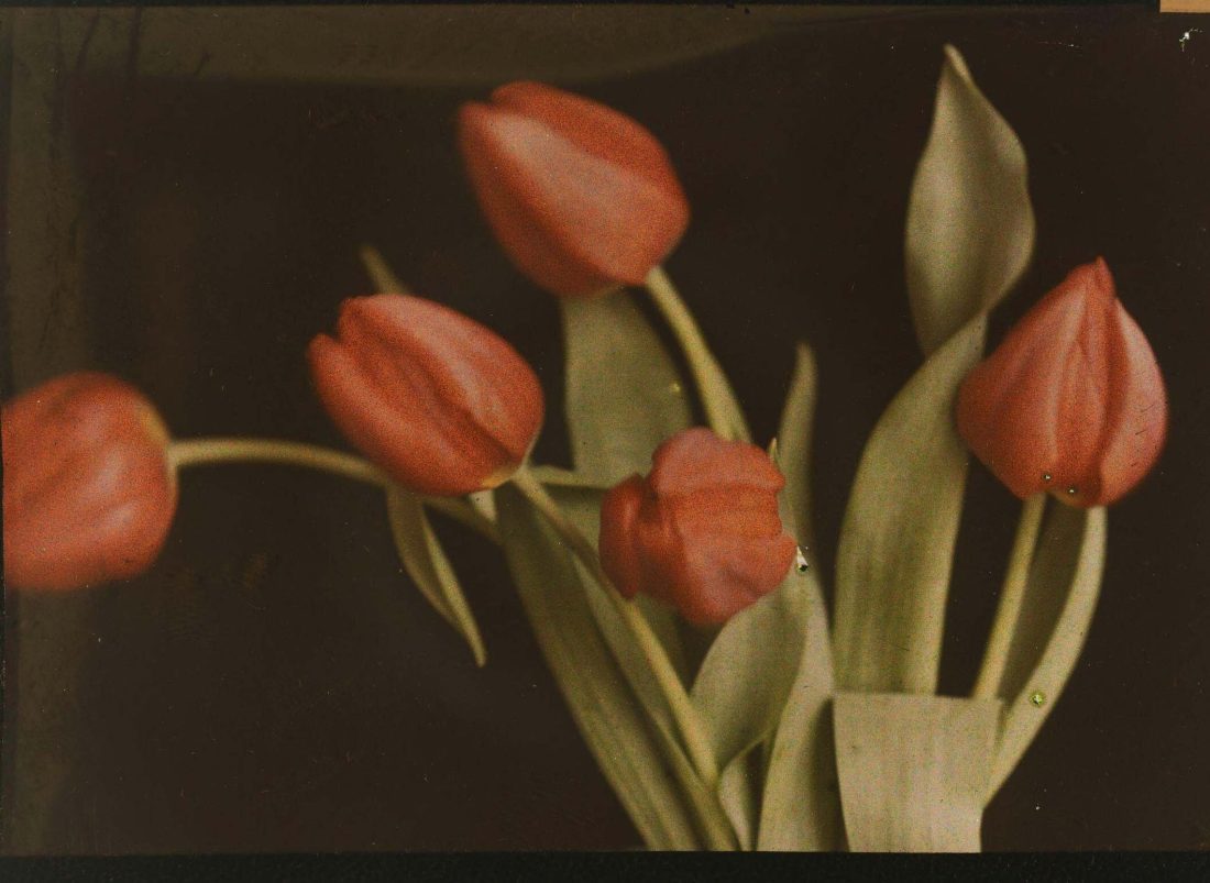 Hugh C. Knowles :: Study of tulips, ca. 1910. Autochrome. | src The Royal Photographic Society Collection at the V&A Museum