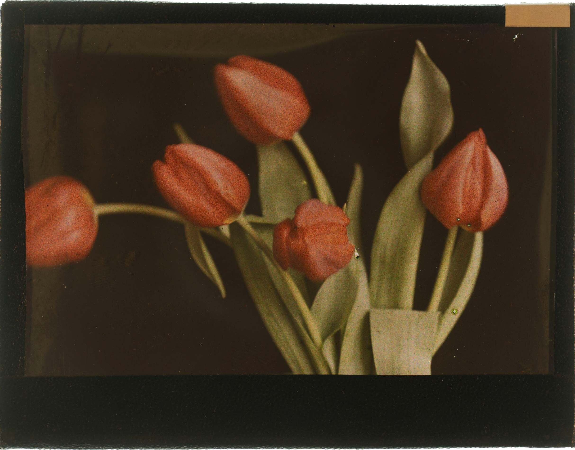 Hugh C. Knowles :: Study of tulips, ca. 1910. Autochrome. | src The Royal Photographic Society Collection at the V&A Museum