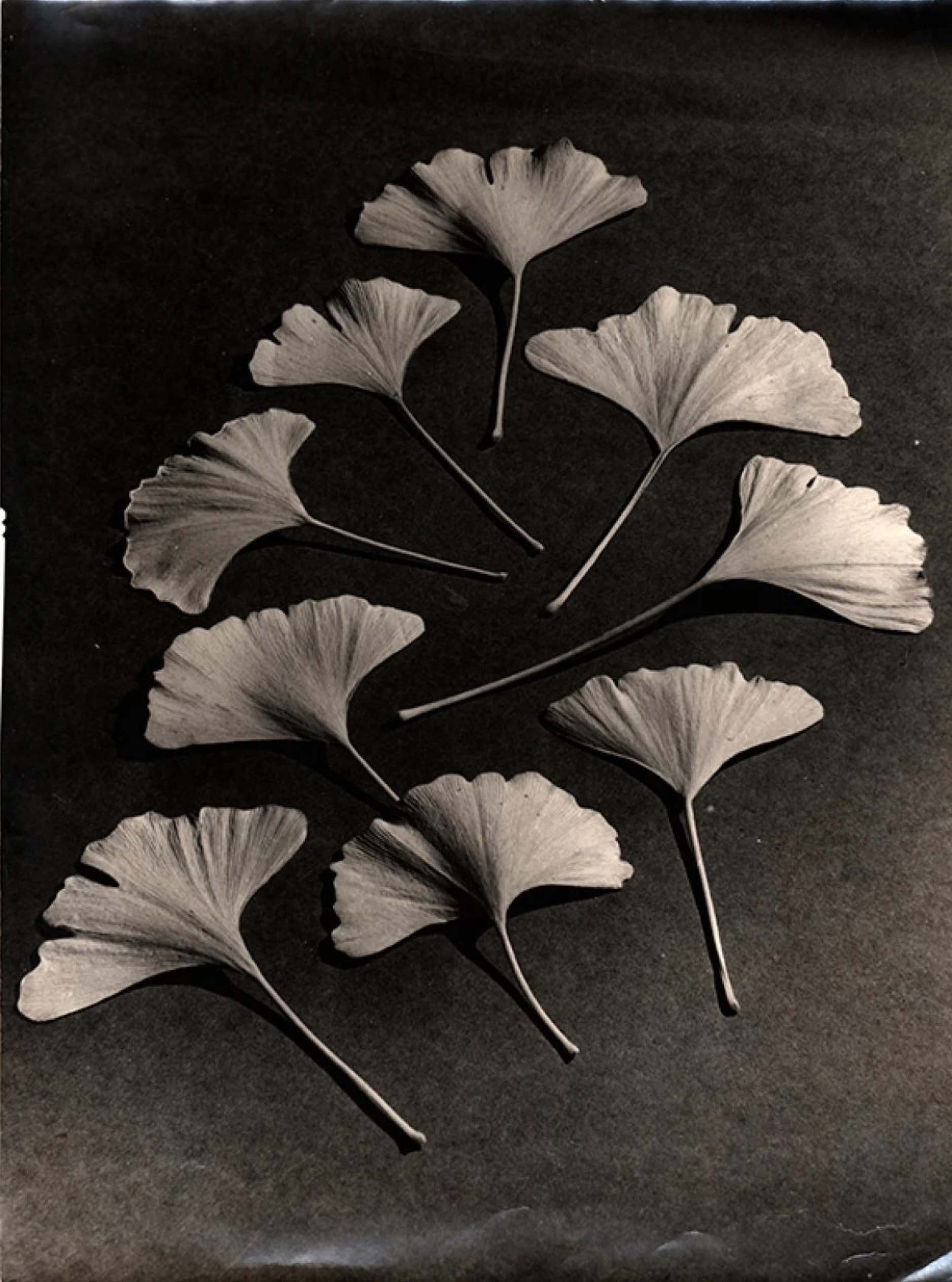 Pierre Auradon :: Botanique: composition avec feuilles de Ginkgo biloba, circa 1940. | src MutualArt