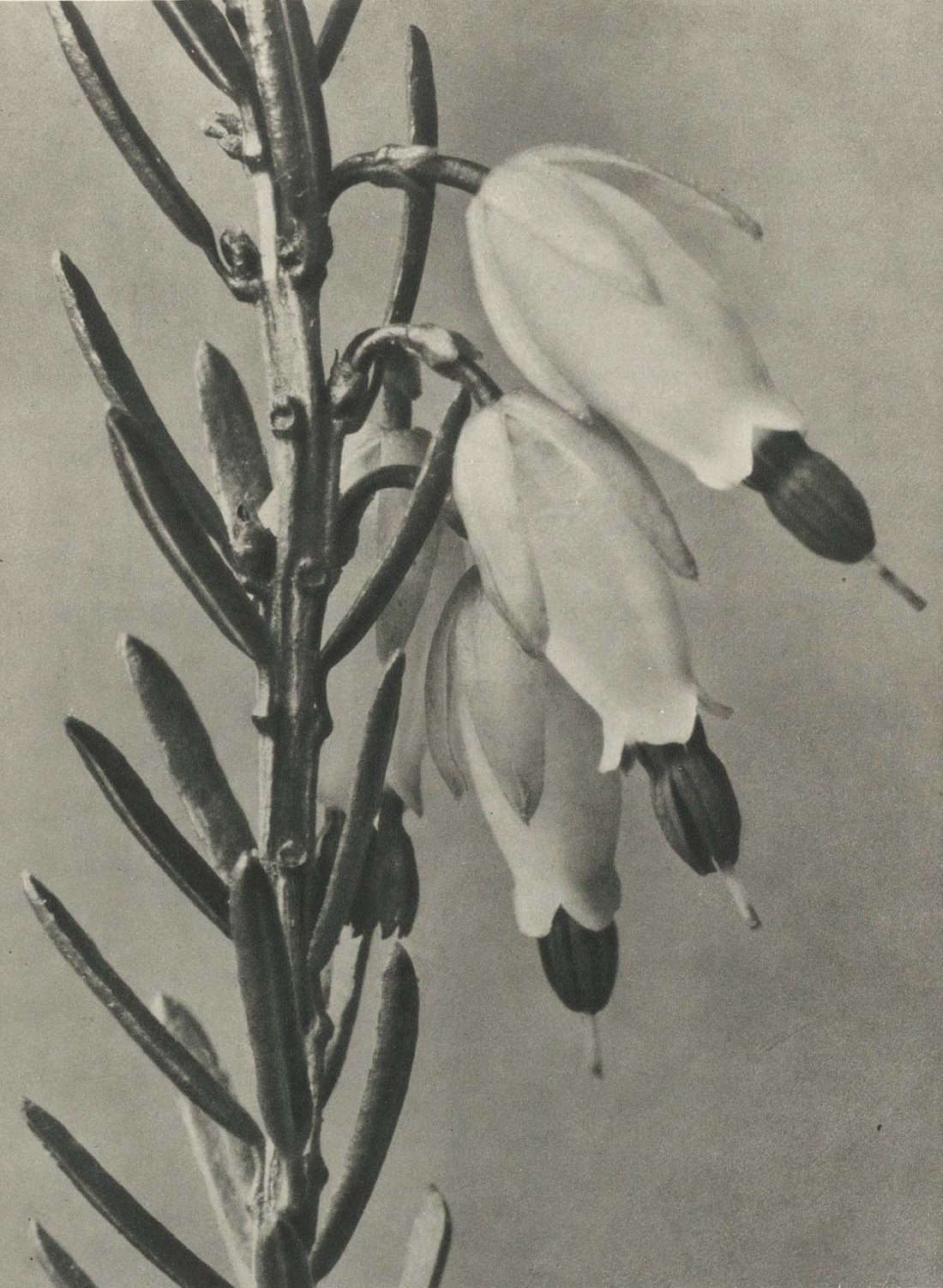 Karl Blossfeldt :: Plantstudie, 1928. Urformen der Kunst: photographische Pflanzenbilder. Karl Blossfeldt, Karl Nierendorf, publisher: Ernst Wasmuth, Berlin, 1928. | src Rijksmuseum