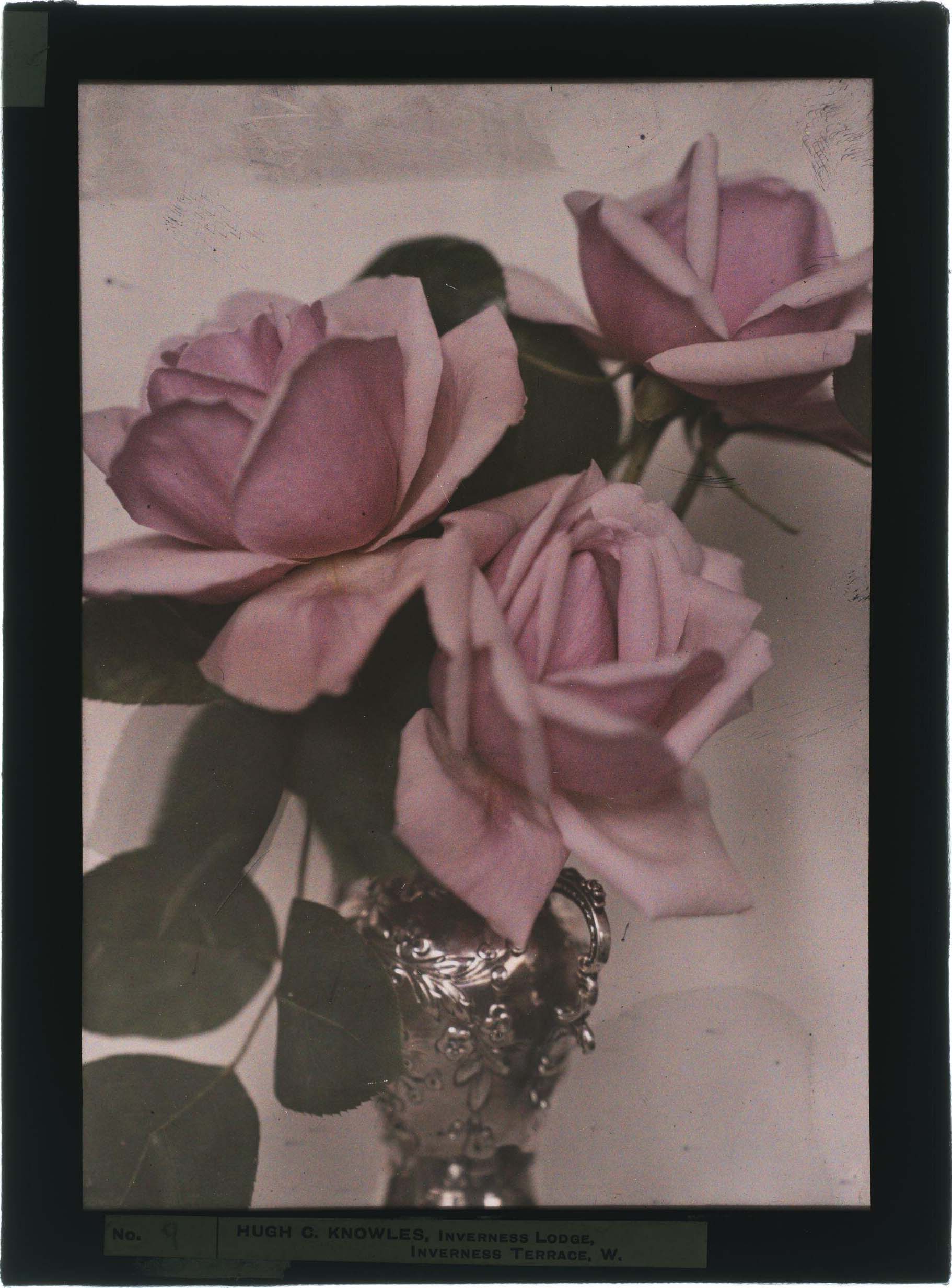 Hugh C. Knowles :: Still life study (three pink roses in silver vase), England, ca. 1910. Autochrome. | src V&A Museum