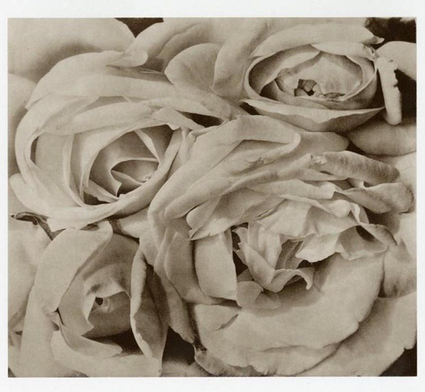 Tina Modotti (1896-1942) :: "Roses, Mexico", 1924-25. Printed later. Original photogravure. | Stanford Auctioneers on invaluable