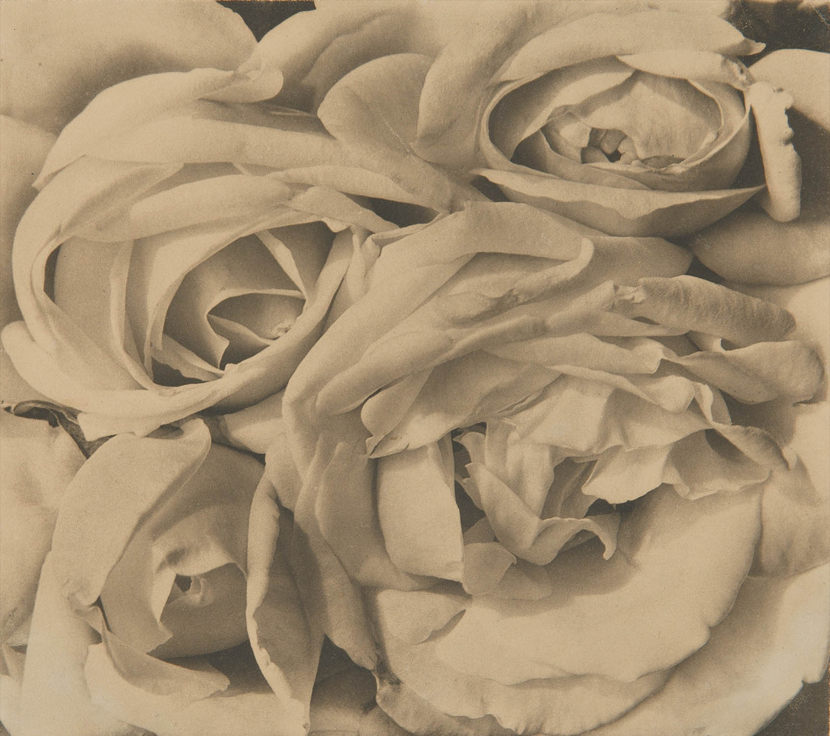 Tina Modotti (1896-1942) :: Roses, Mexico, 1924. Platinum or palladium print. Passion & Humanity: The Susie Tompkins Buell Collection | Phillips auctions