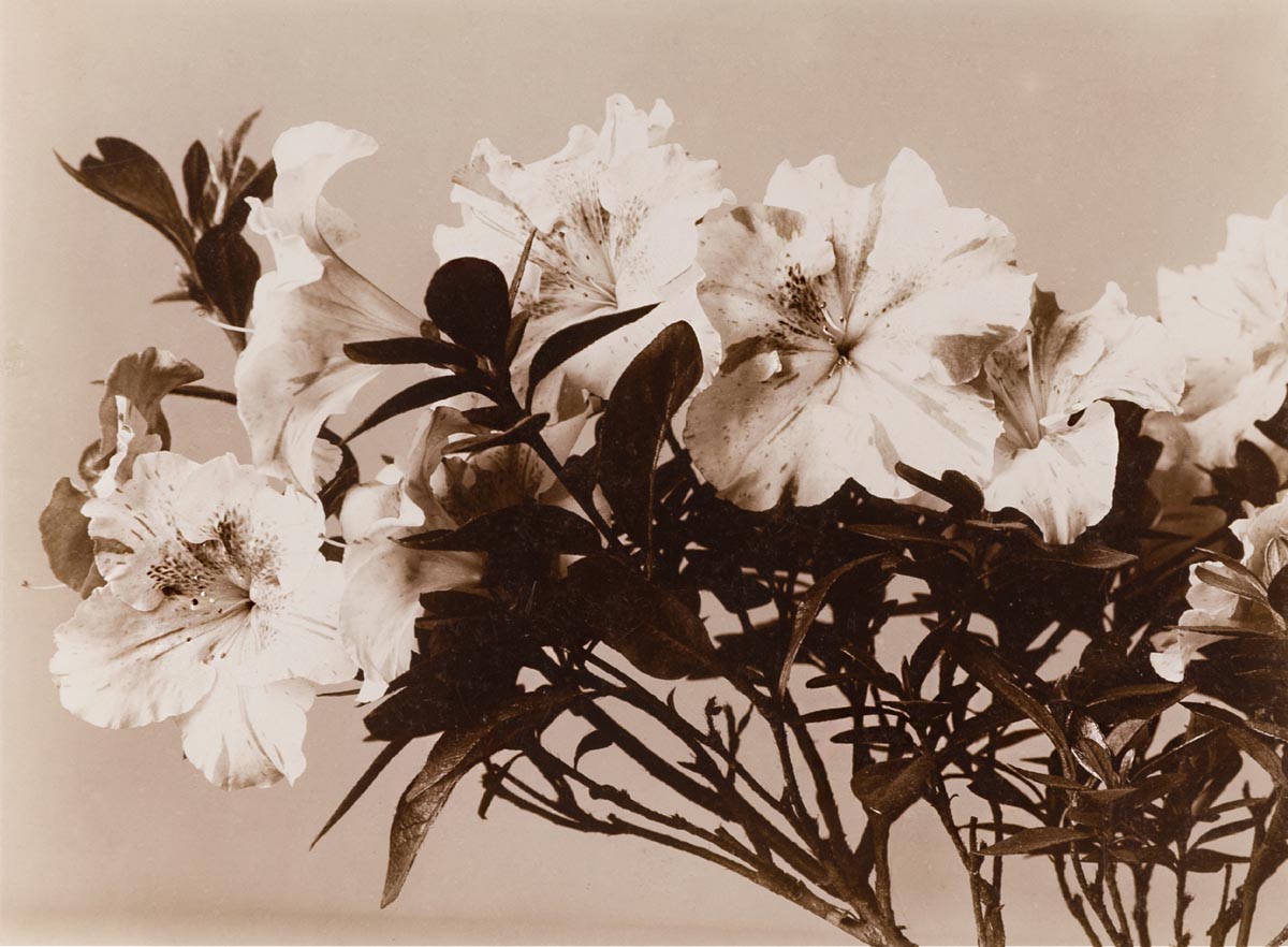 Wilhelm Weimar (1857–1917) :: Azalea, 1896–1906 | src MK&G