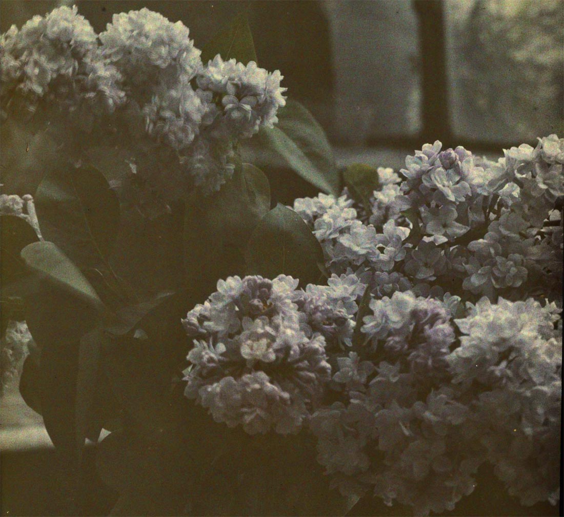 Jan Zdzisław Włodek :: Photograph of a bouquet of Turkish lilac (Syringa vulgaris flore pleno) in the greenhouse of the Włodków villa in Kraków, 1928. | Fundacja im. Zofii i Jana Włodków
