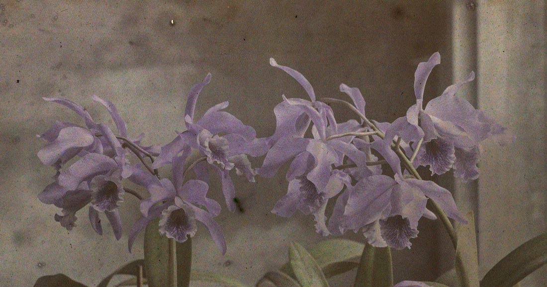 Jan Zdzisław Włodek :: Detail of an Autochrome of blooming orchids in the greenhouse of the Botanical Garden of the Jagiellonian University, Kraków, 1925