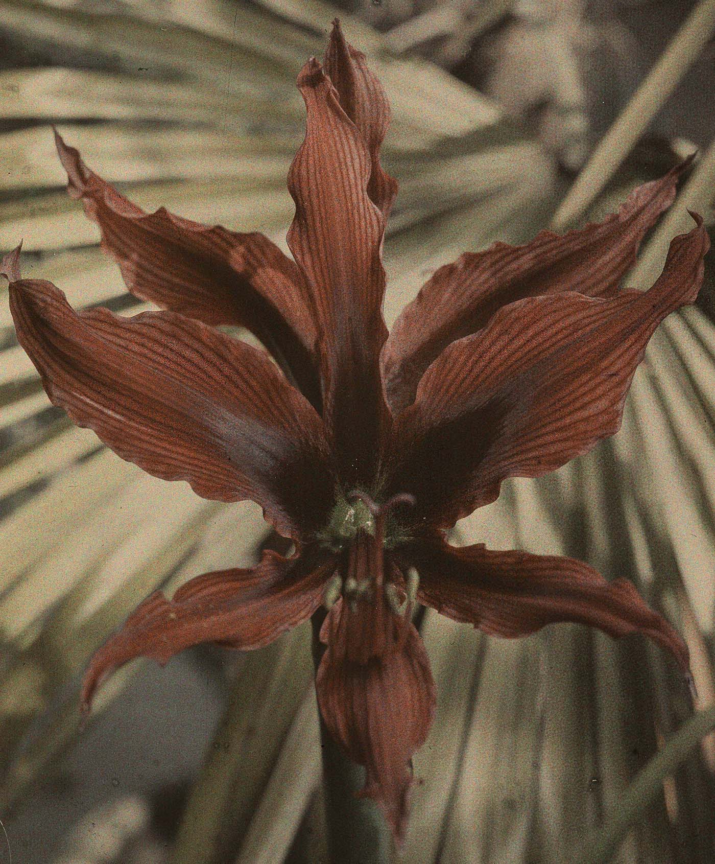 Jan Zdzisław Włodek :: Autochrome of a flower in the greenhouse of the Włodków villa at Pędzichów, 1923-1929. | Fundacja im. Zofii i Jana Włodków