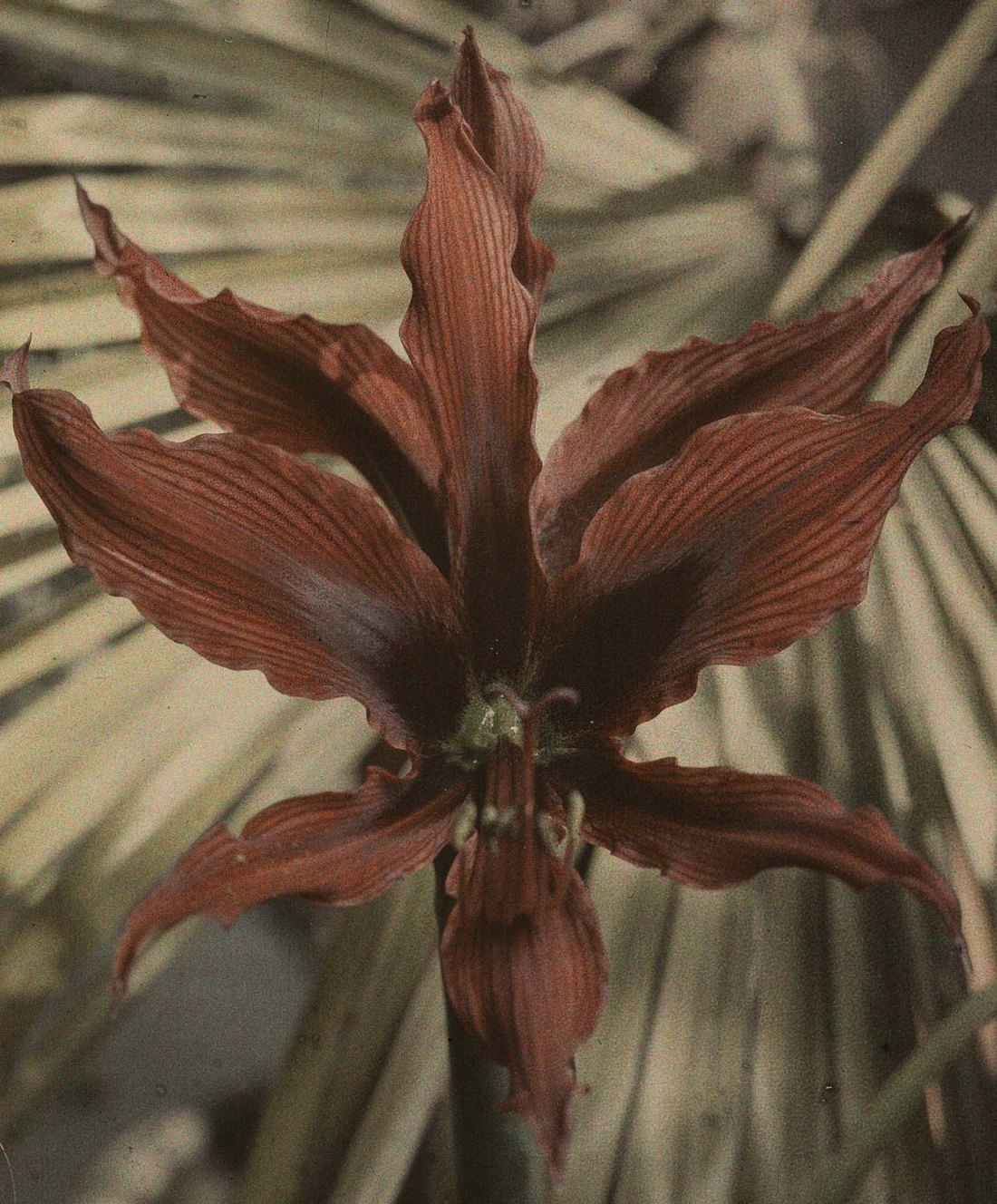 Jan Zdzisław Włodek :: Autochrome of a flower in the greenhouse of the Włodków villa at Pędzichów, 1923-1929. | Fundacja im. Zofii i Jana Włodków