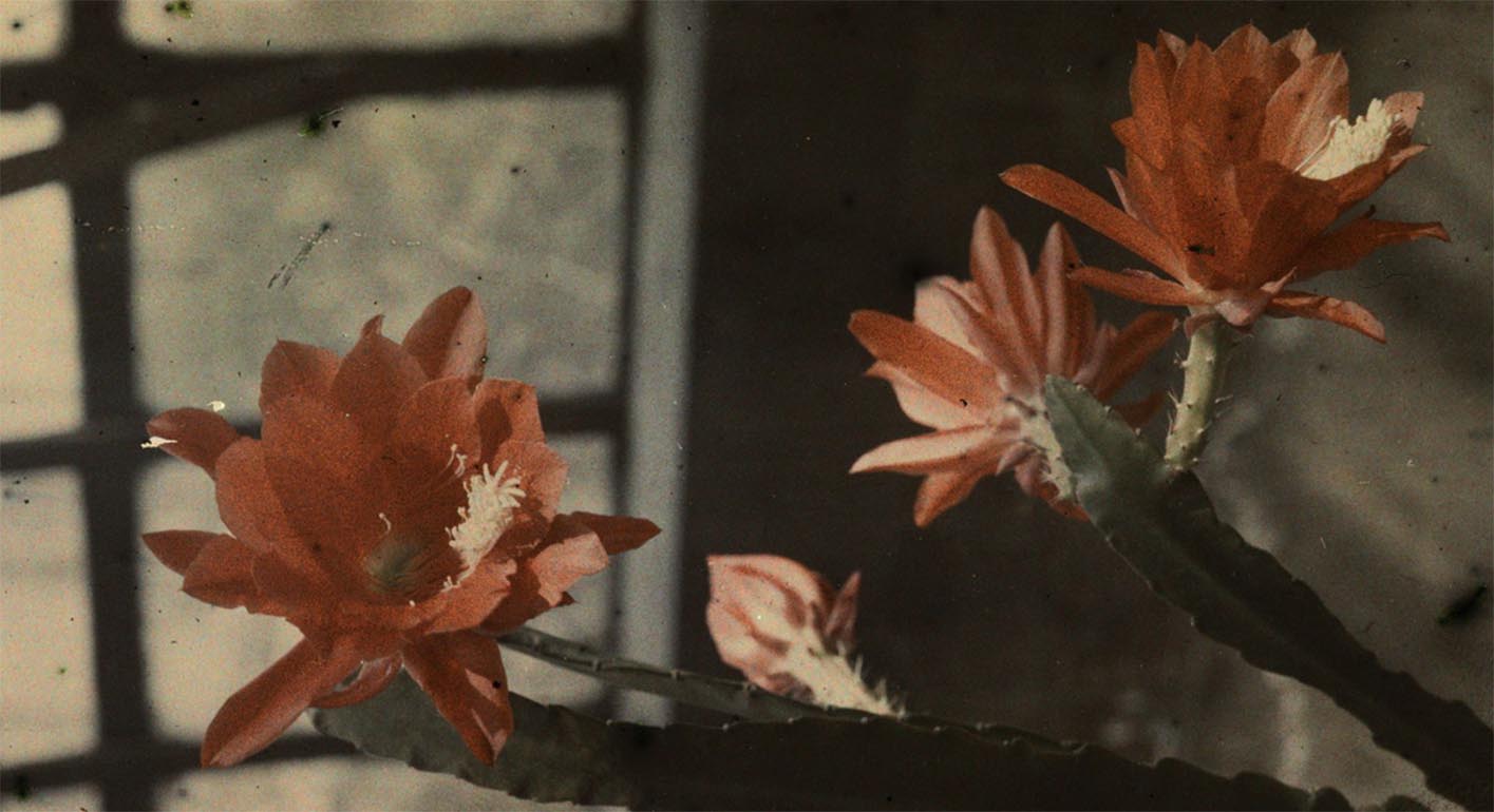 Jana Zdzisława Włodka · Jan Zdzisław Włodek :: Red blooming cactus, 1927. Autochrome. [detail] | Fundacja im. Zofii i Jana Włodków