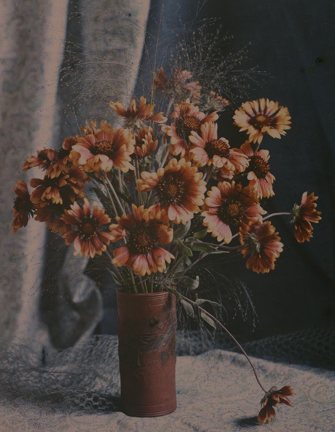 Robert Walrond :: Gaillardias, 1918. Colour photograph from autochrome plate. | src Te Papa · Museum of New Zealand