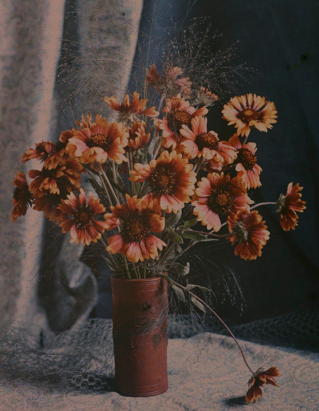 Robert Walrond :: Gaillardias, 1918. Colour photograph from autochrome plate. | src Te Papa · Museum of New Zealand