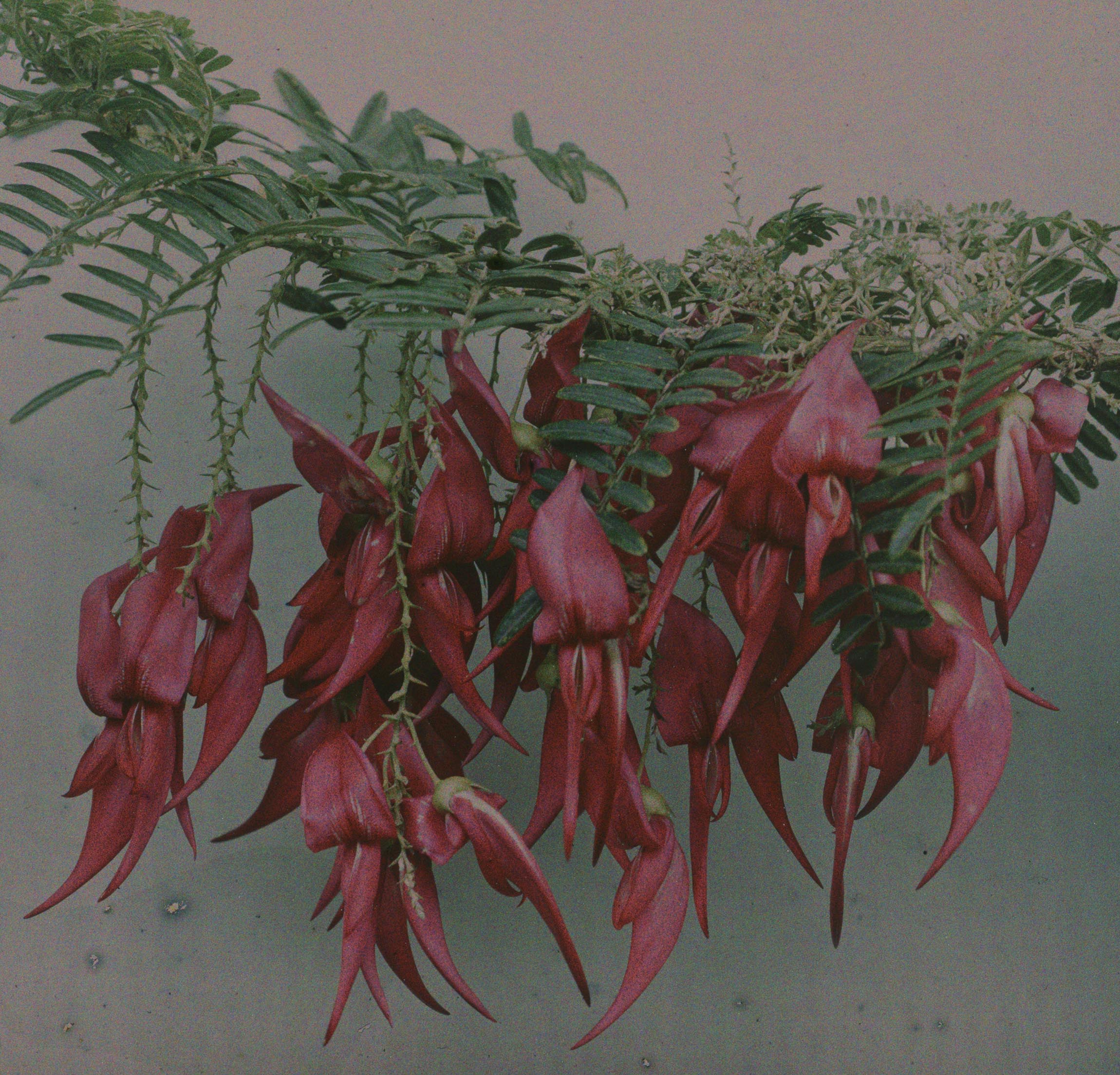 Robert Walrond :: Red kowhai, Auckland, 1915. Colour photograph from autochrome plate. | Te Papa · Museum of New Zealand
