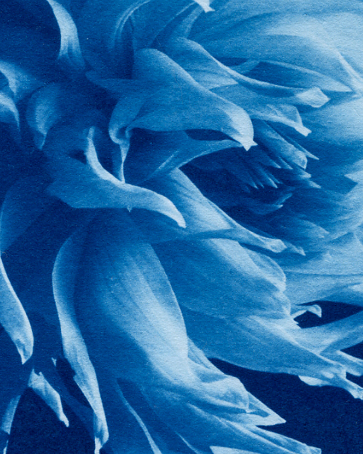 Rosalind Hobley :: Dahlia flower. Cyanotype [detail], 2021. From Still life (Flora). | src Hobley website and IG